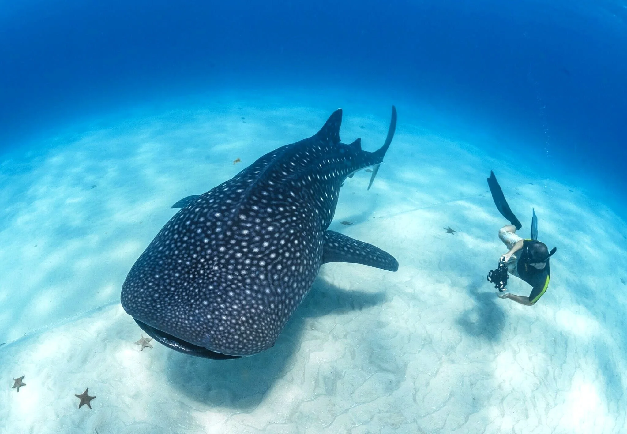 Simon with a whale shark, Mafia Island. Photo by Ralph Pannell
