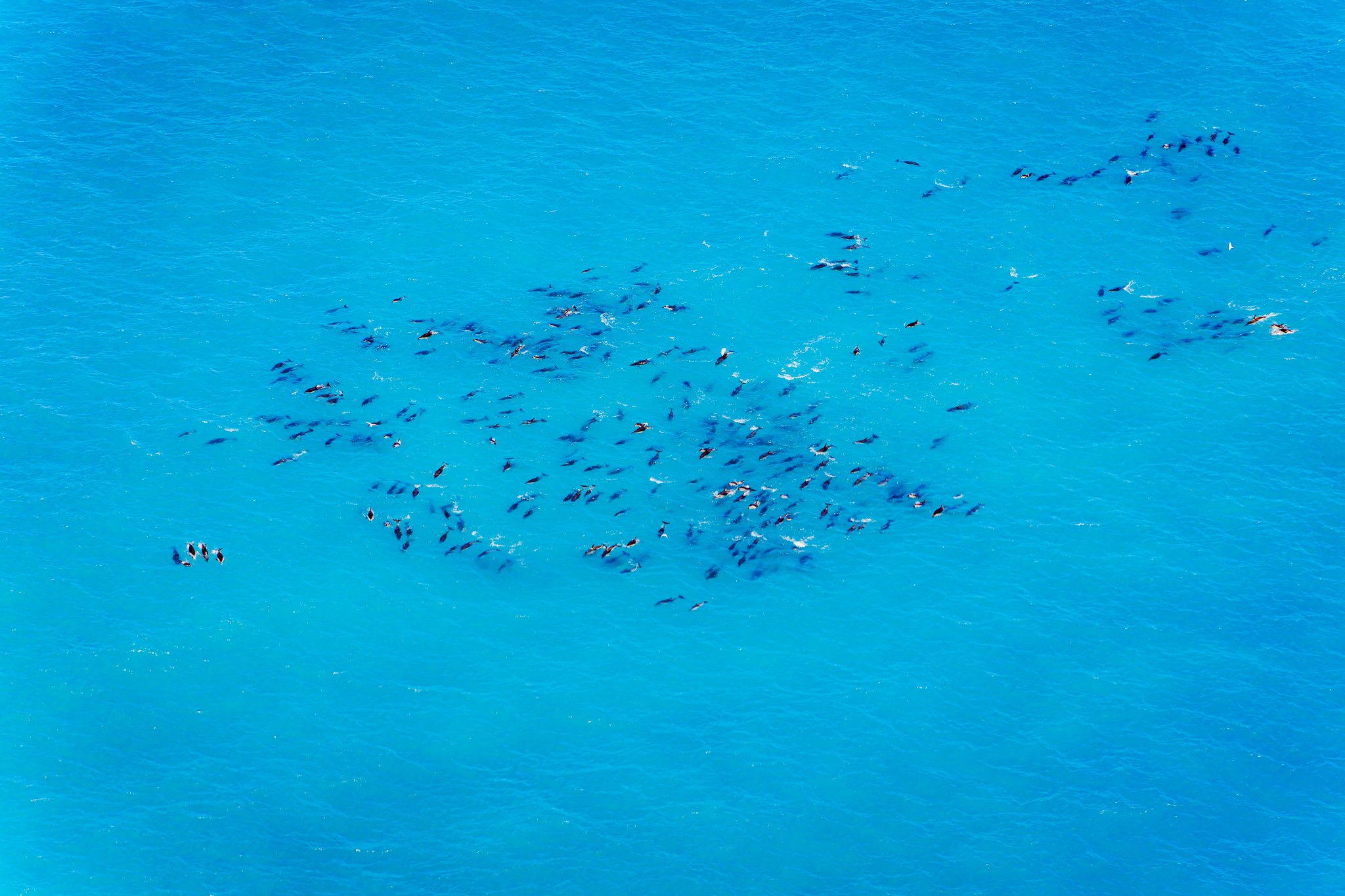 Dusky dolphins