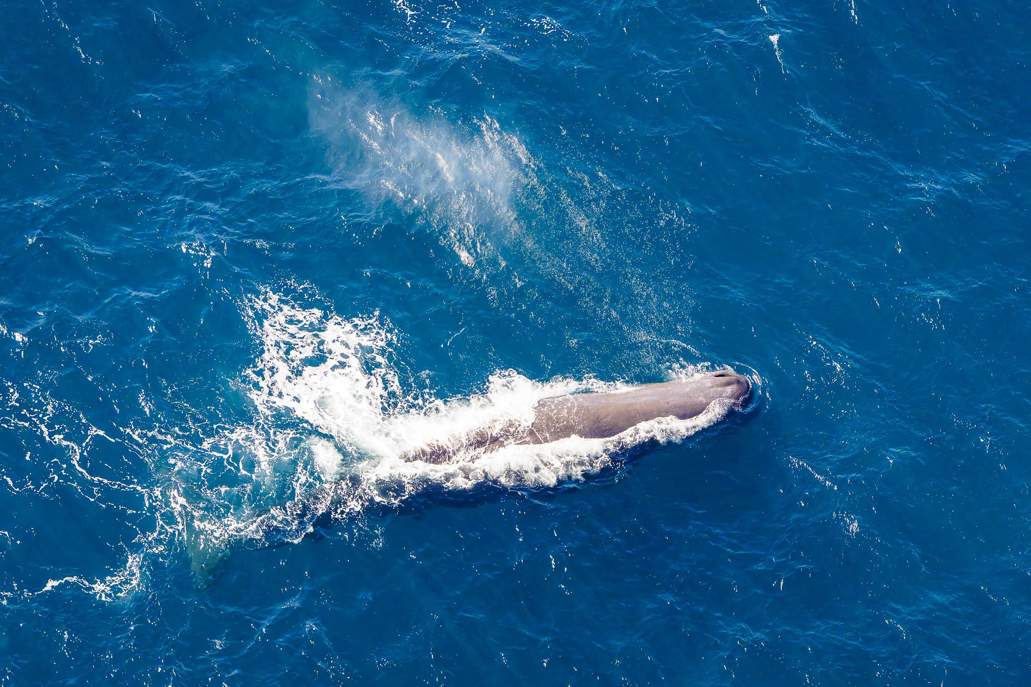 Whale dive aerial