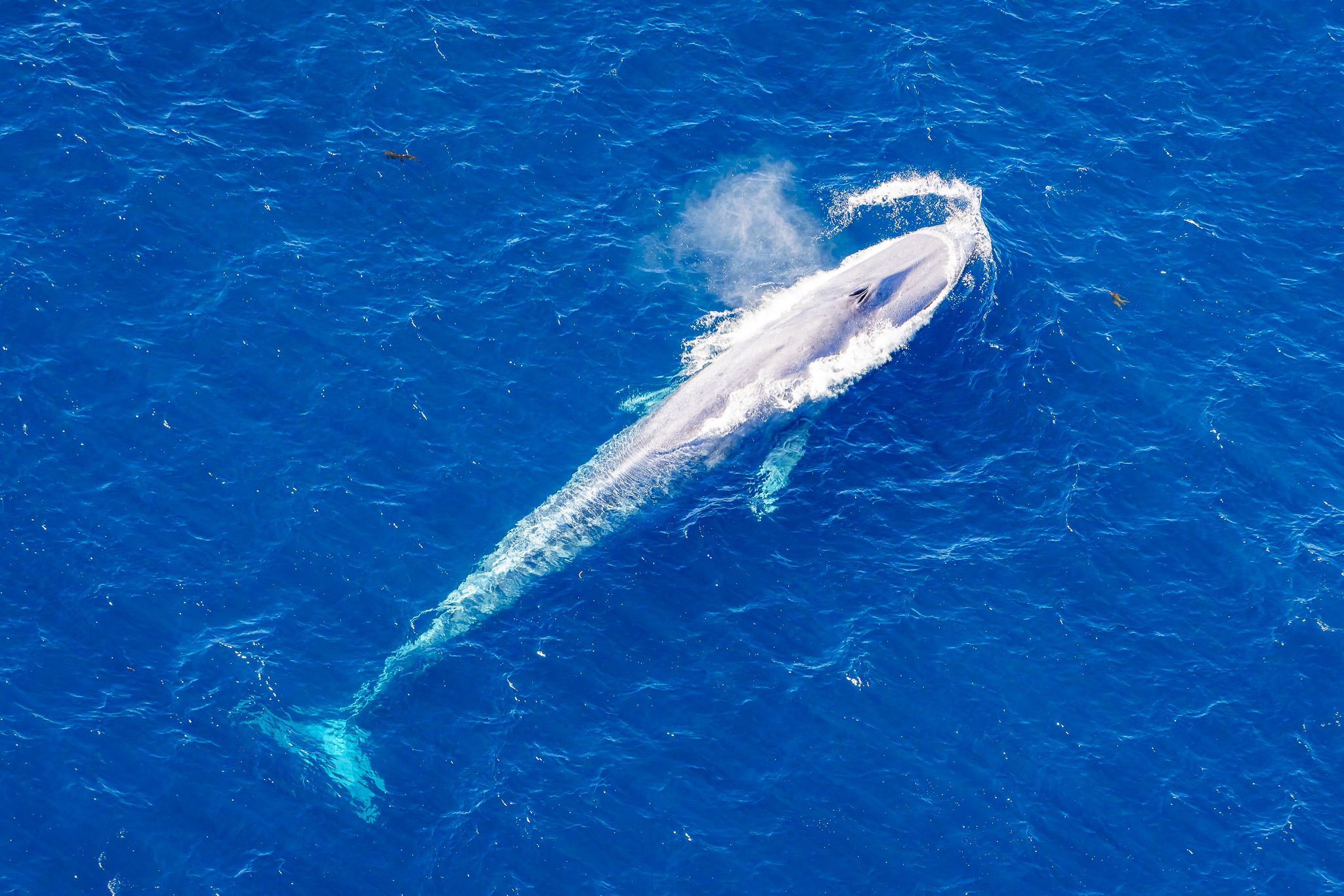 My first NZ blue whale sighting