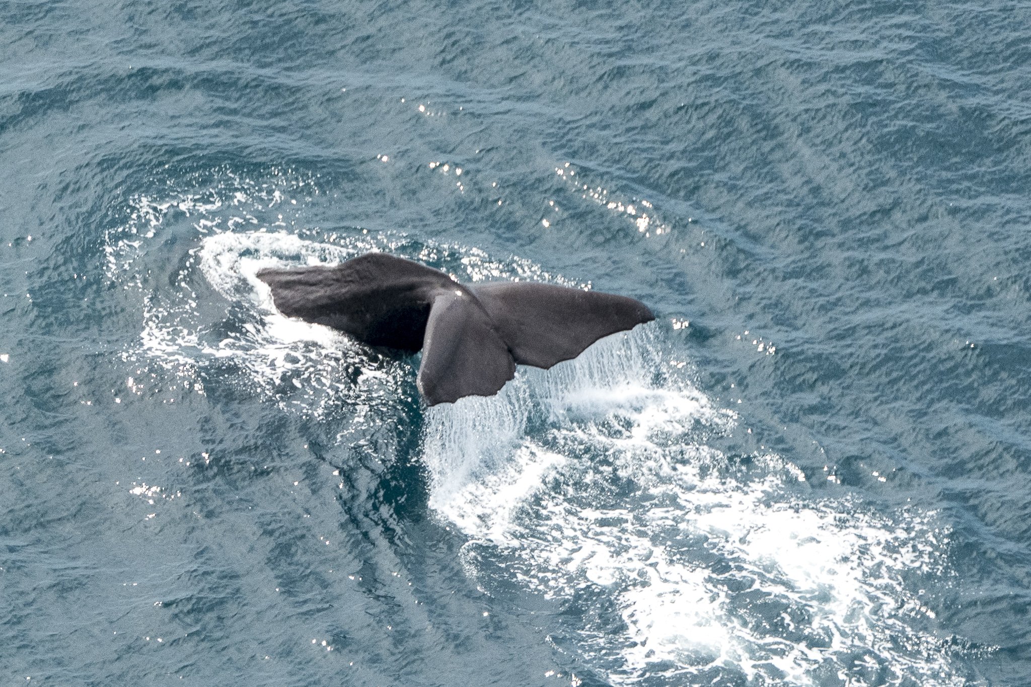 Whale tail aerial