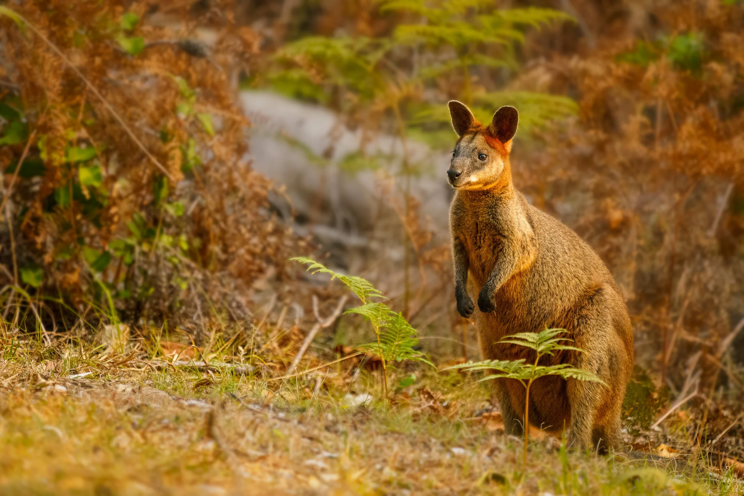 Wildlife Watching in Arakwal National Park, Byron Bay
