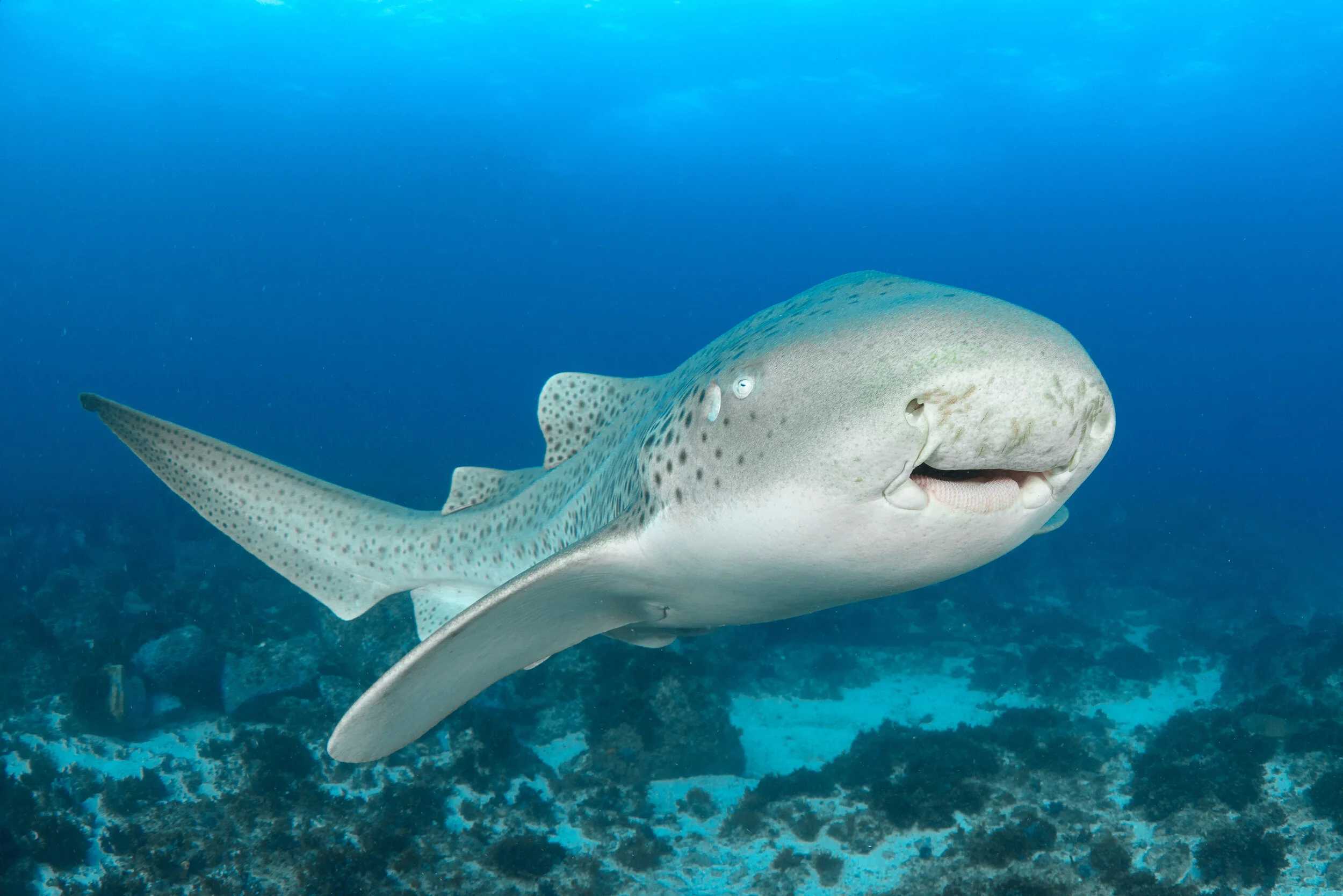 Diving in Byron Bay, Australia: The World's Best Temperate Shark Dive?