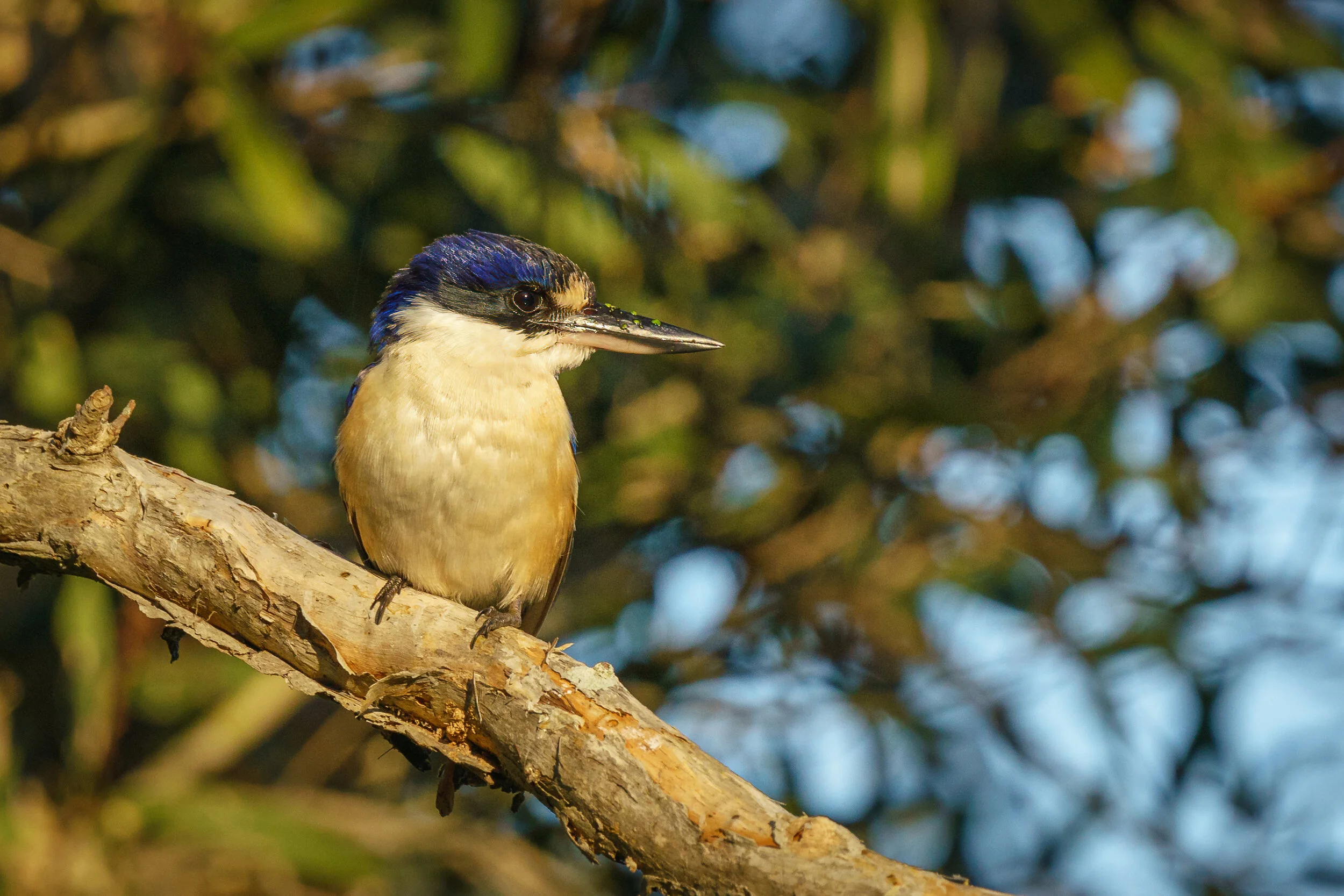 In Photos: The Birds of Eagleby Wetlands, QLD