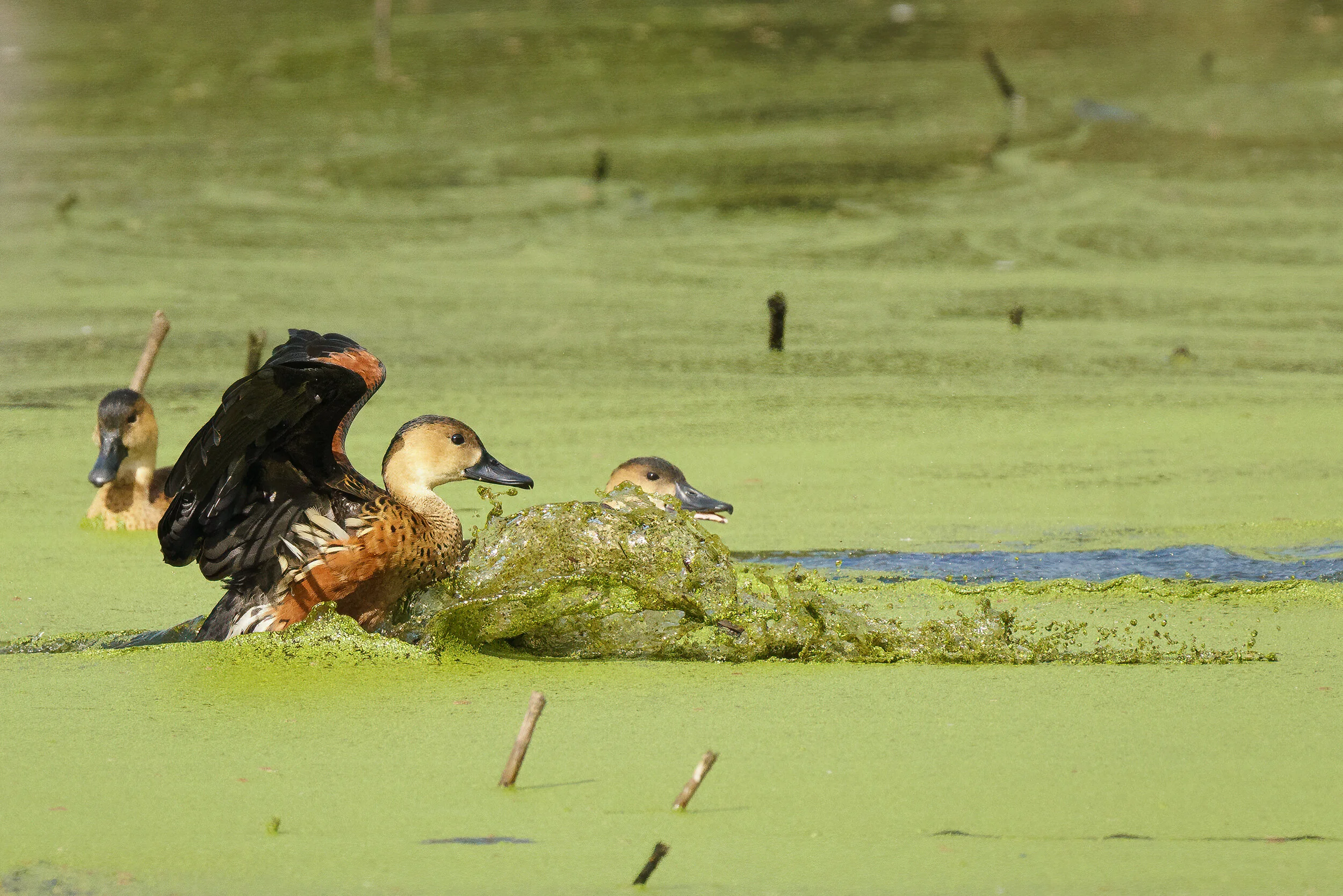 Red-backed fairywren