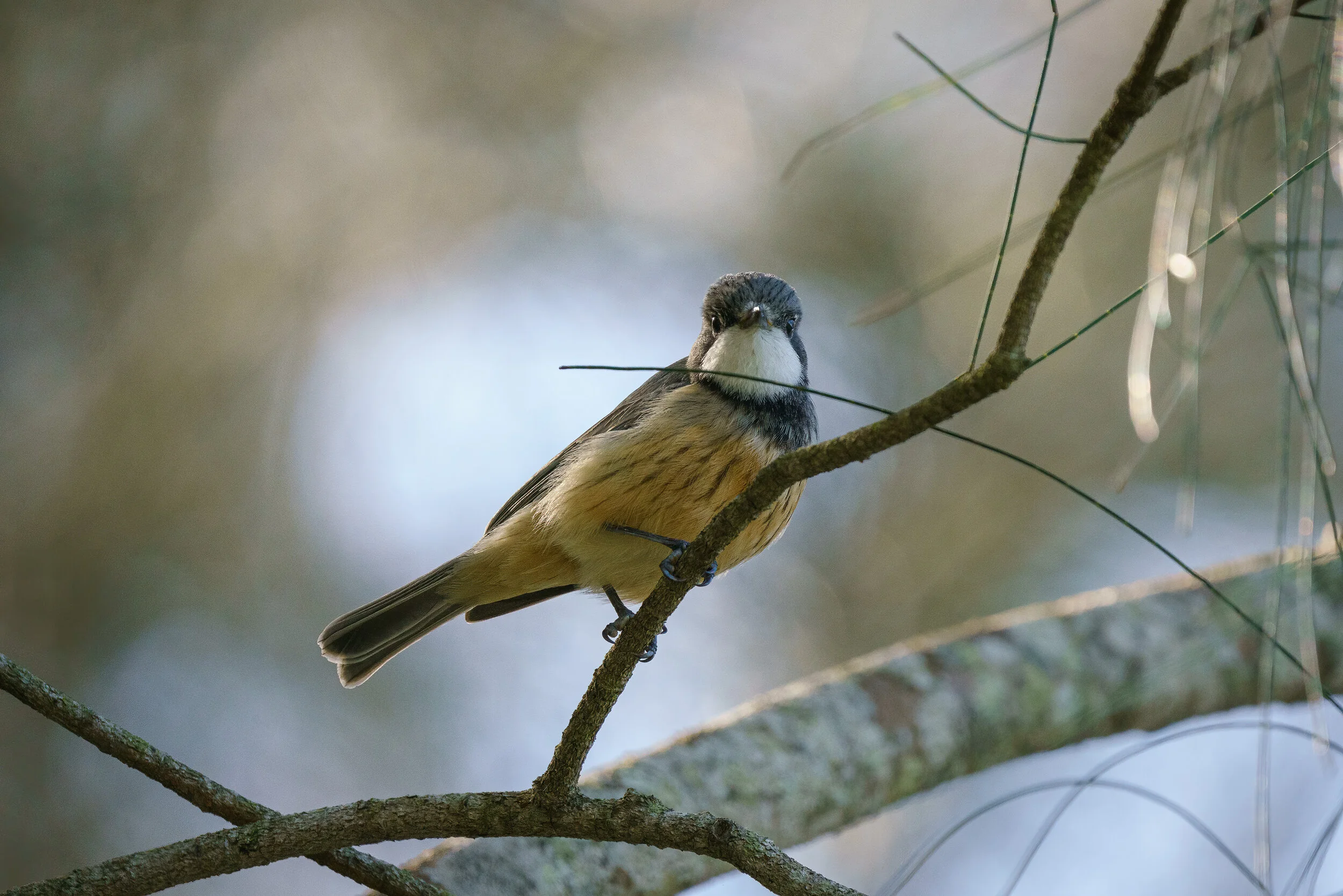 Rufous whistler