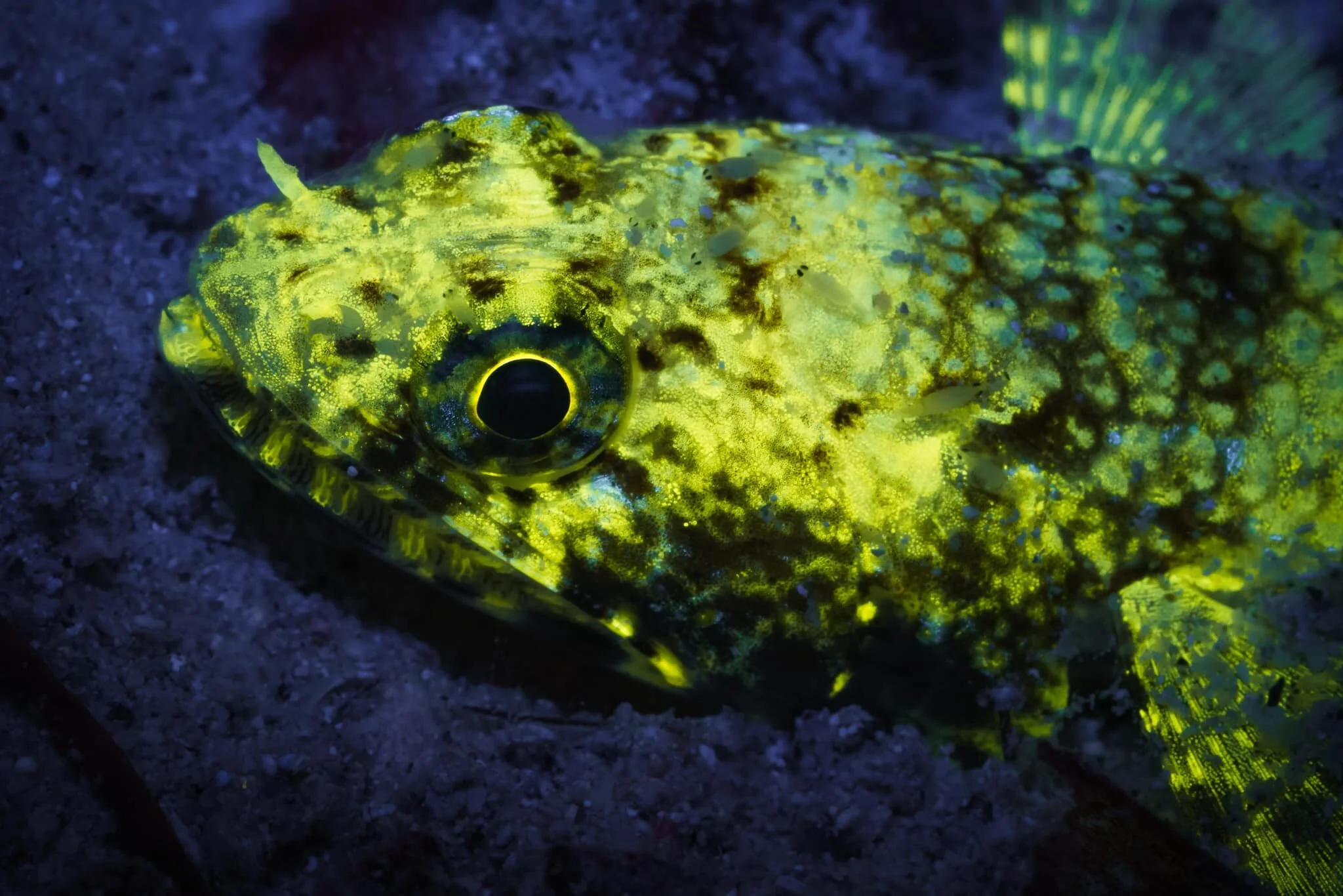 Fluoro Fishies Enjoy Blacklight Discos. Honest.