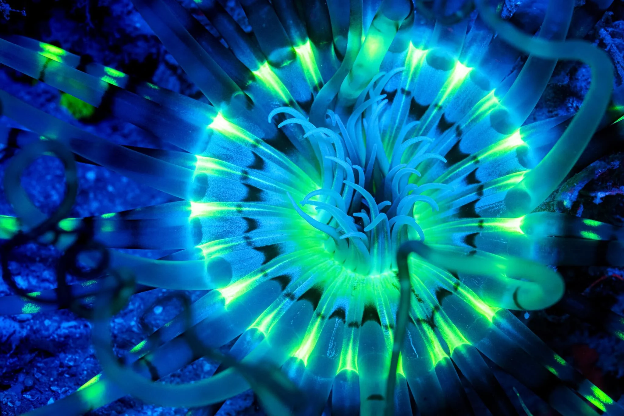Sea anemone fluorescence