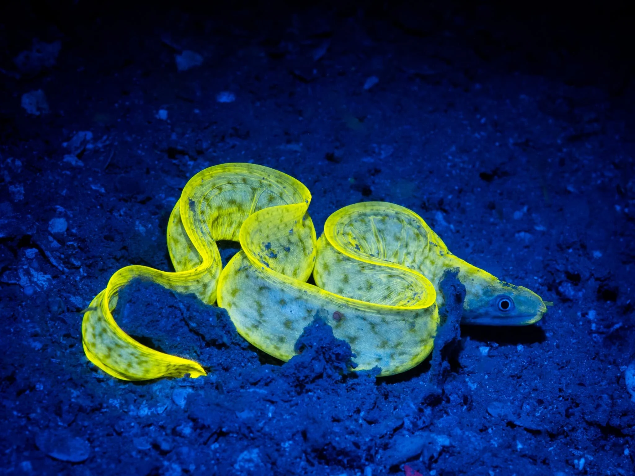 Fluorescent moray eel