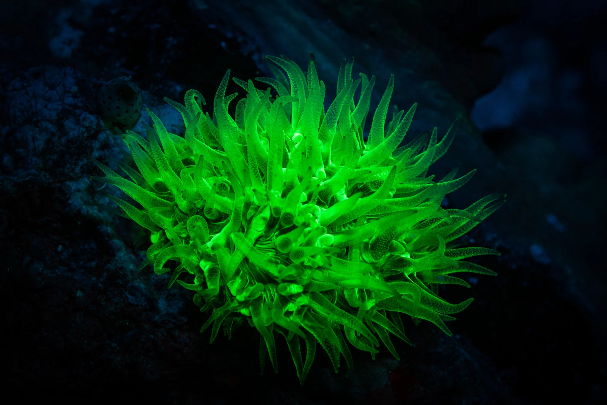 Fluorescent mushroom coral