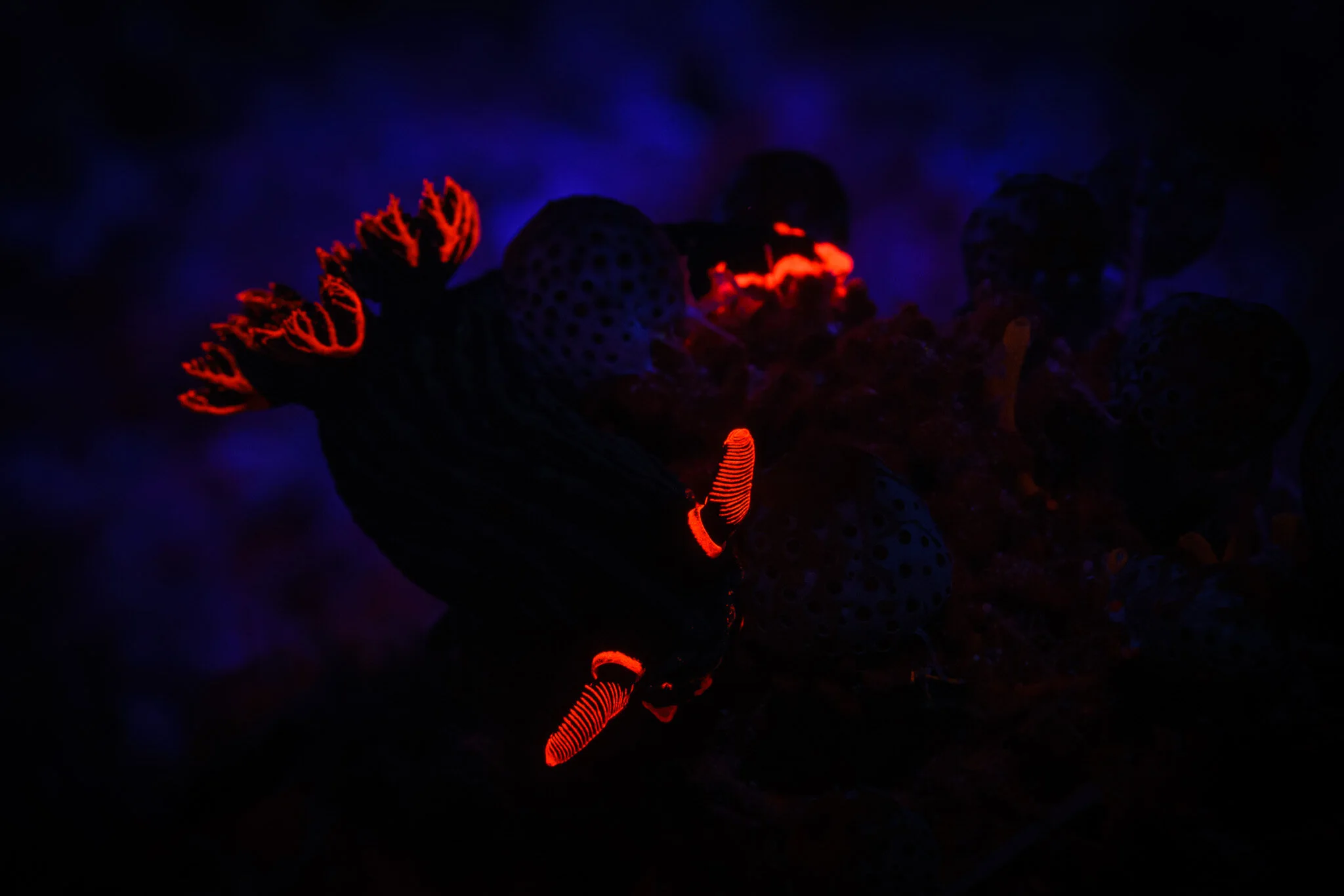 Fluorescent nudibranch