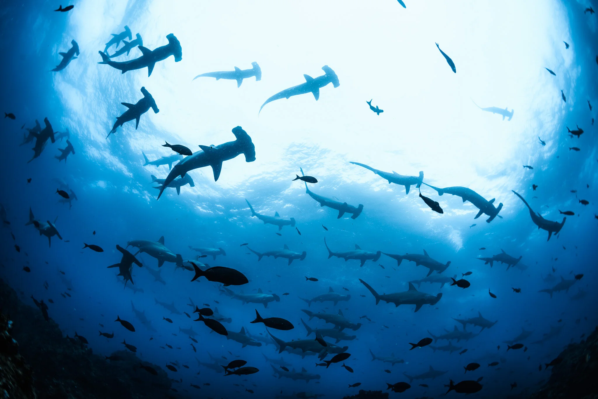 Scuba Diving Galapagos on the Humboldt Explorer