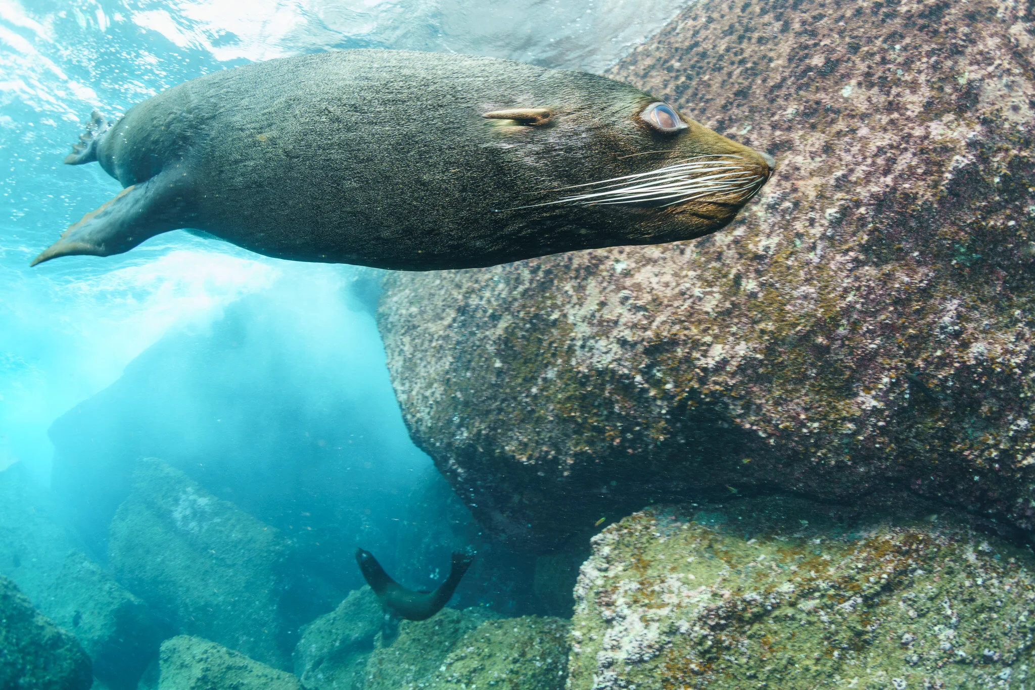 Whale shark at Darwin
