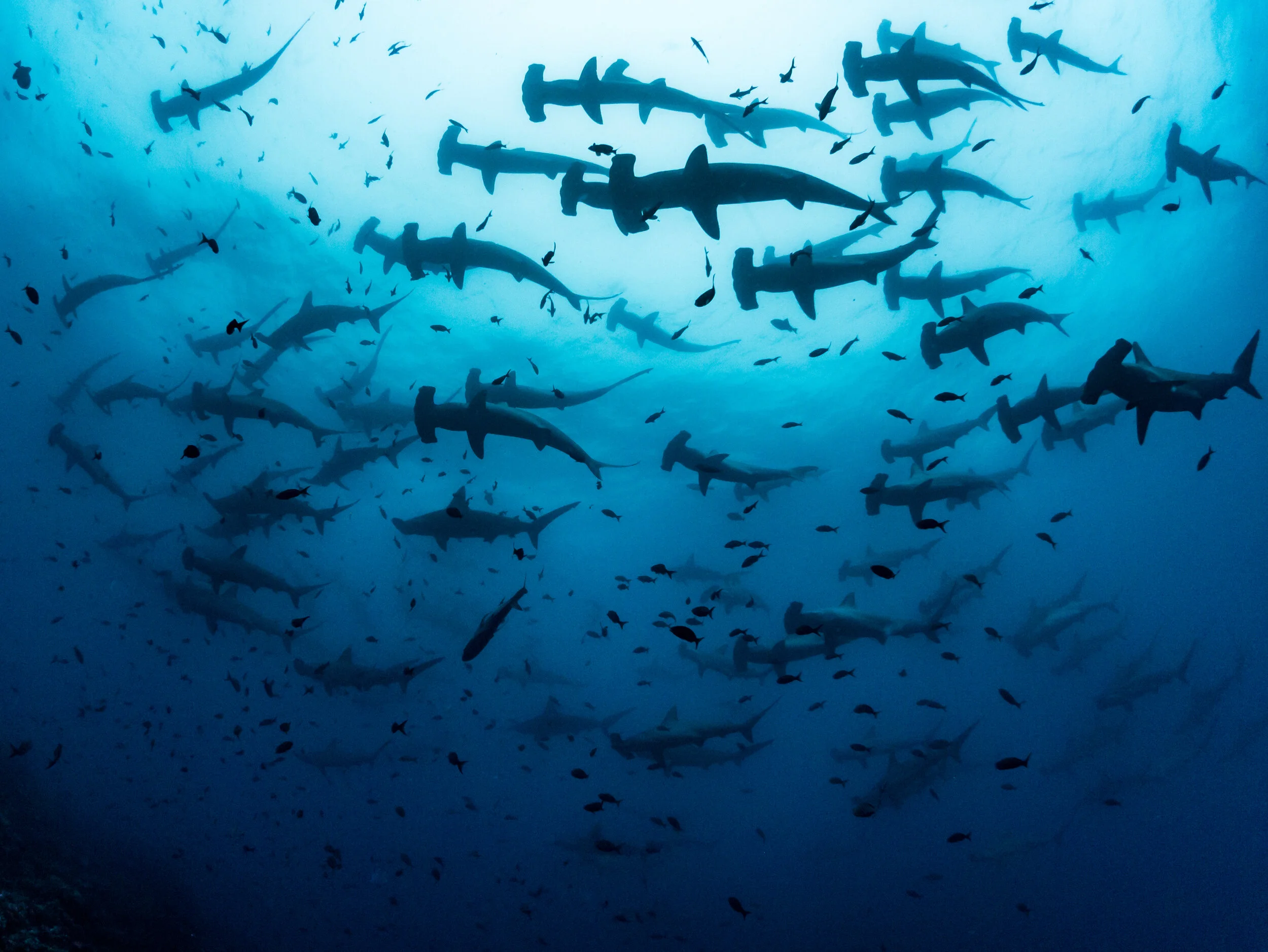 School of hammerhead sharks
