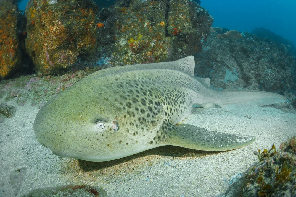 Diving in Byron Bay, Australia: The World's Best Temperate Shark Dive?