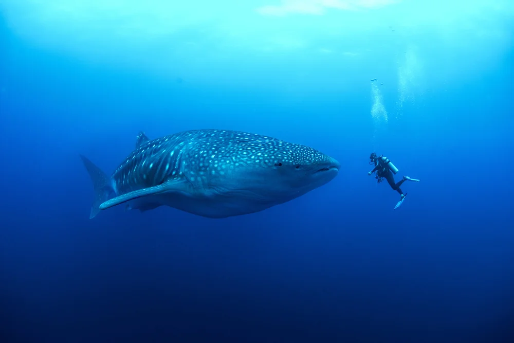 Whale Sharks in the Galapagos Islands: A Guide for Divers