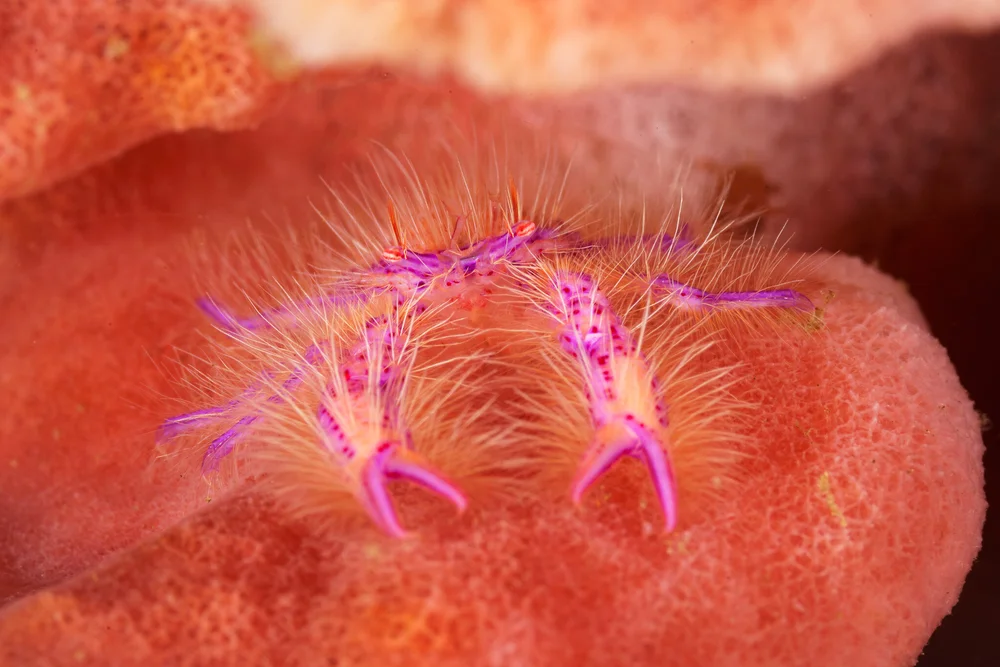 Underwater Macro Photography with the Sony A7R III
