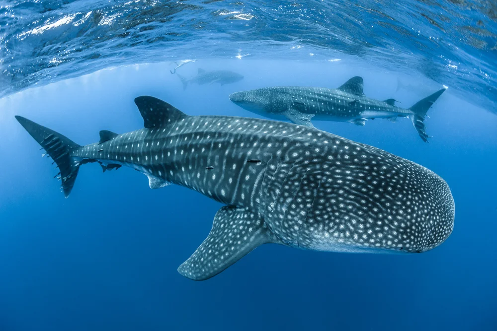 Underwater Wide-Angle Photography with the Sony A7R III