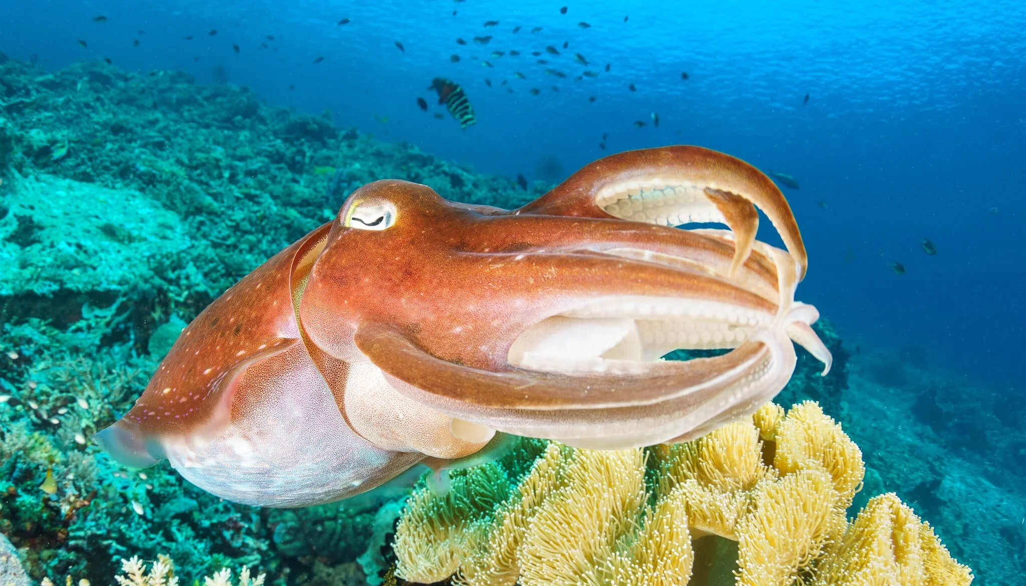 Diving Komodo National Park, Indonesia: There Be Dragons
