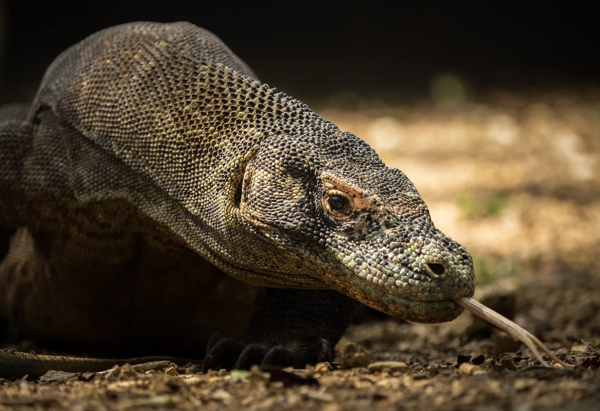 Komodo Dragon
