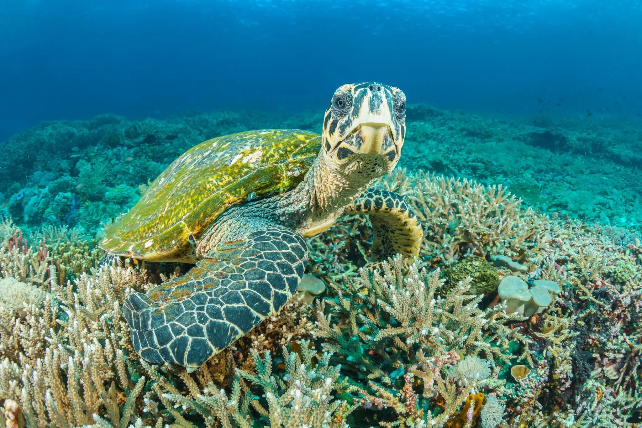 Hawksbill Turtle at Komodo