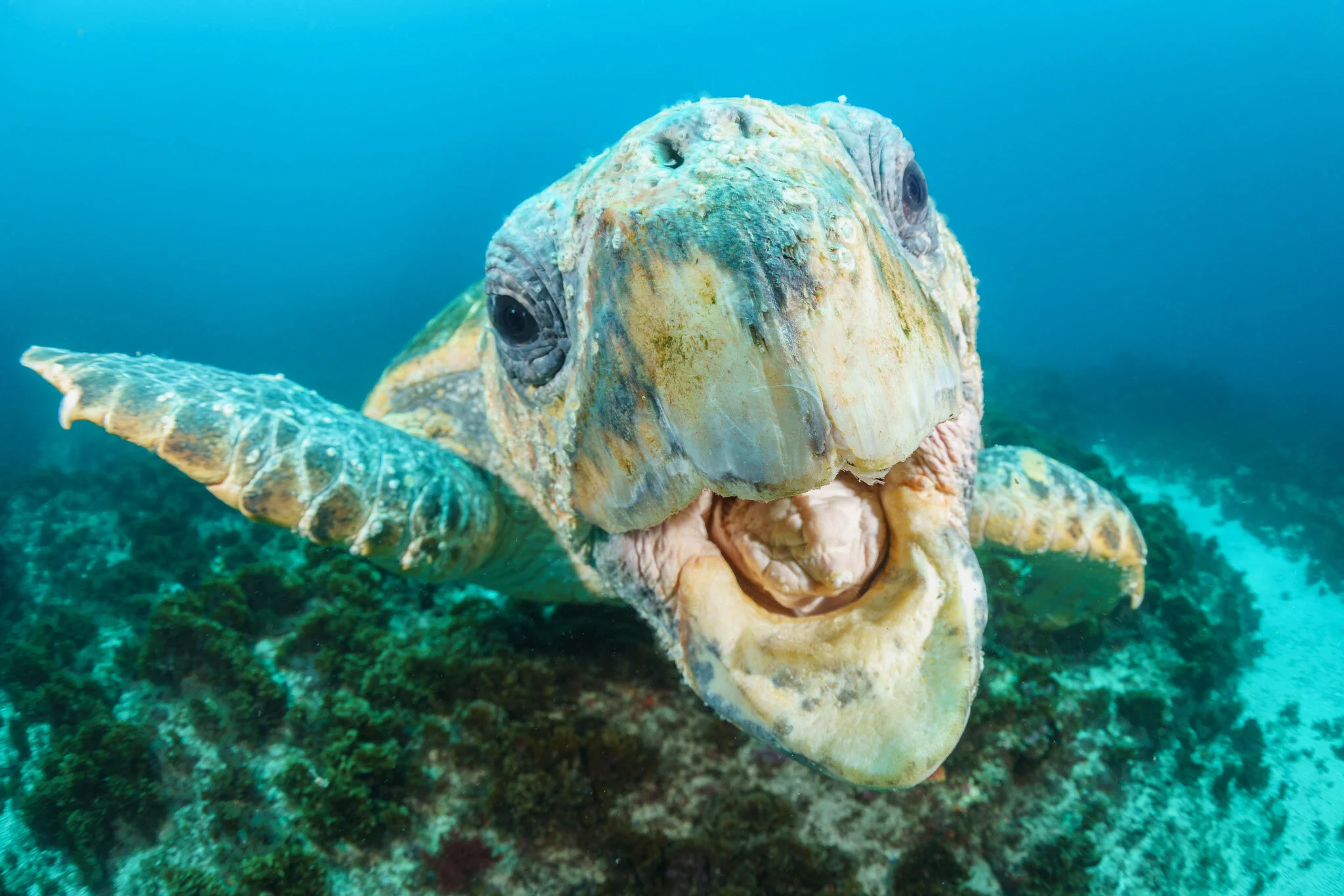 Loggerhead Turtle at Julian Rocks