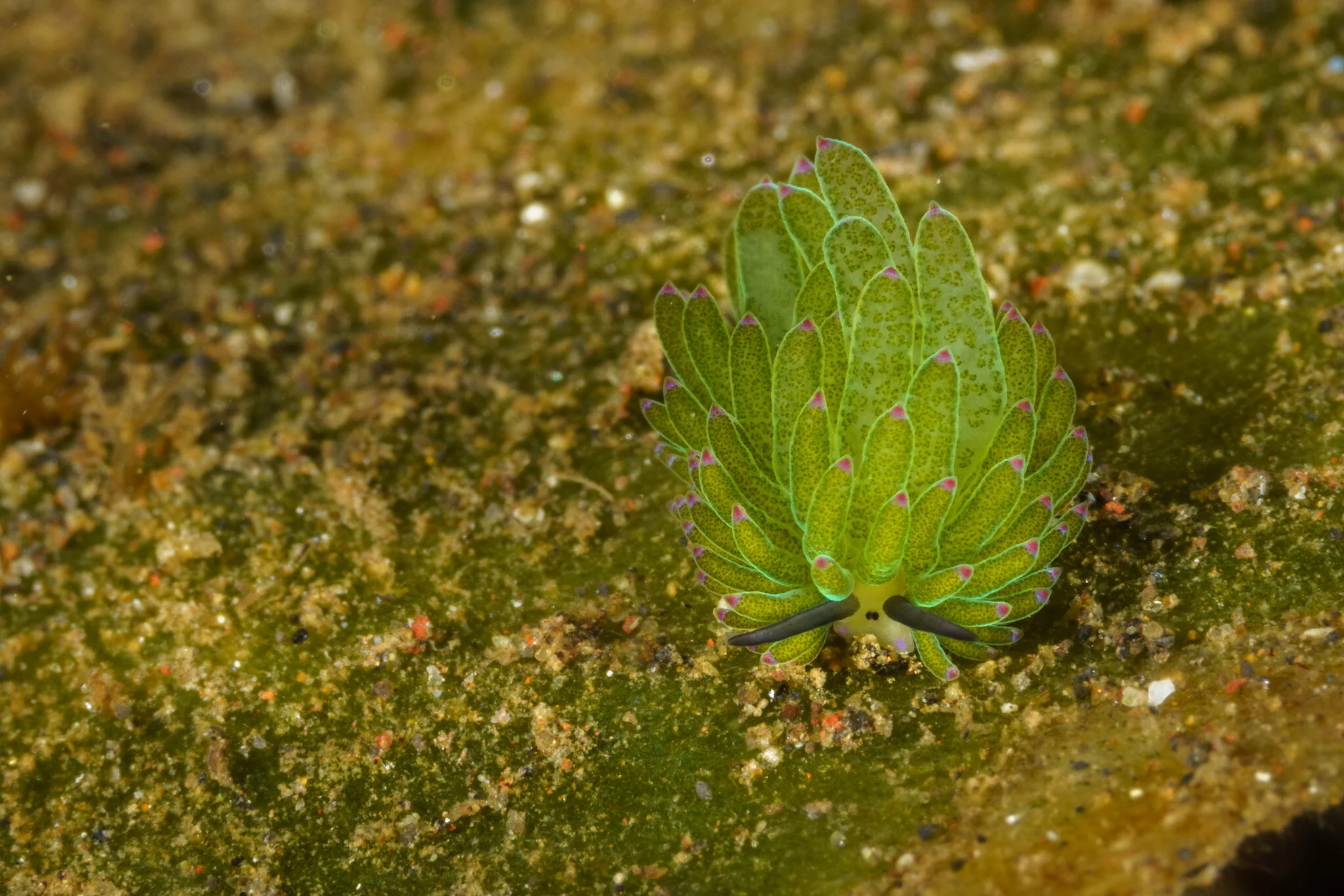 Shaun the Sheep nudibranch