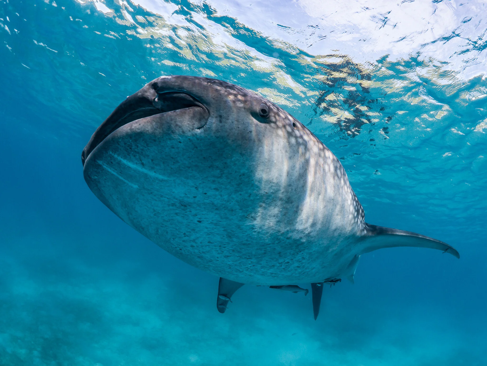 Mafia Island Whale Sharks