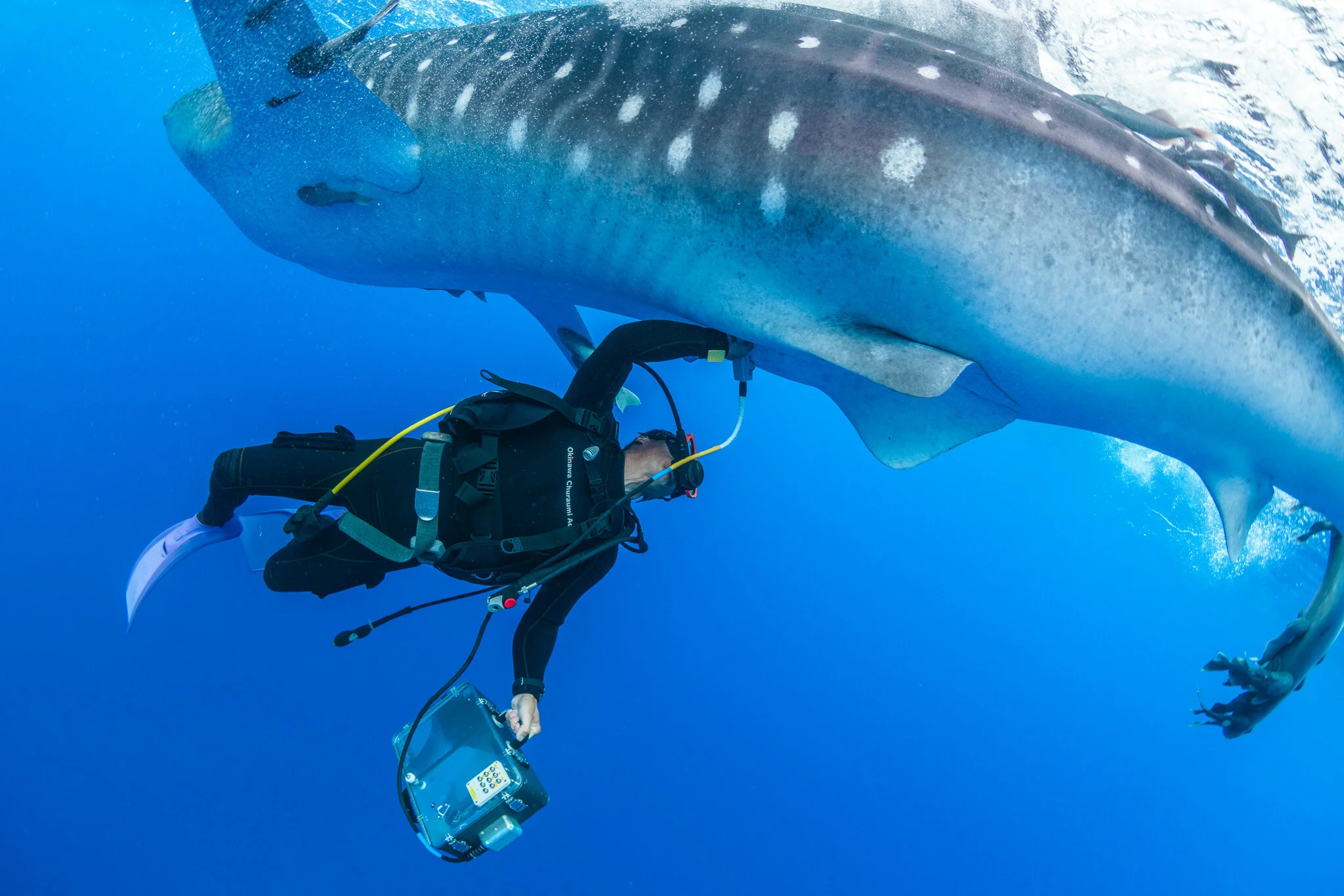 Scientist with whale shark