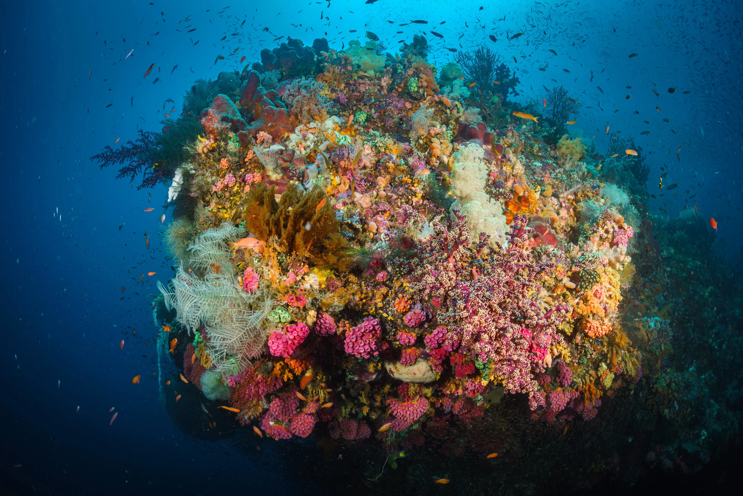 Raja Ampat Manta Ray