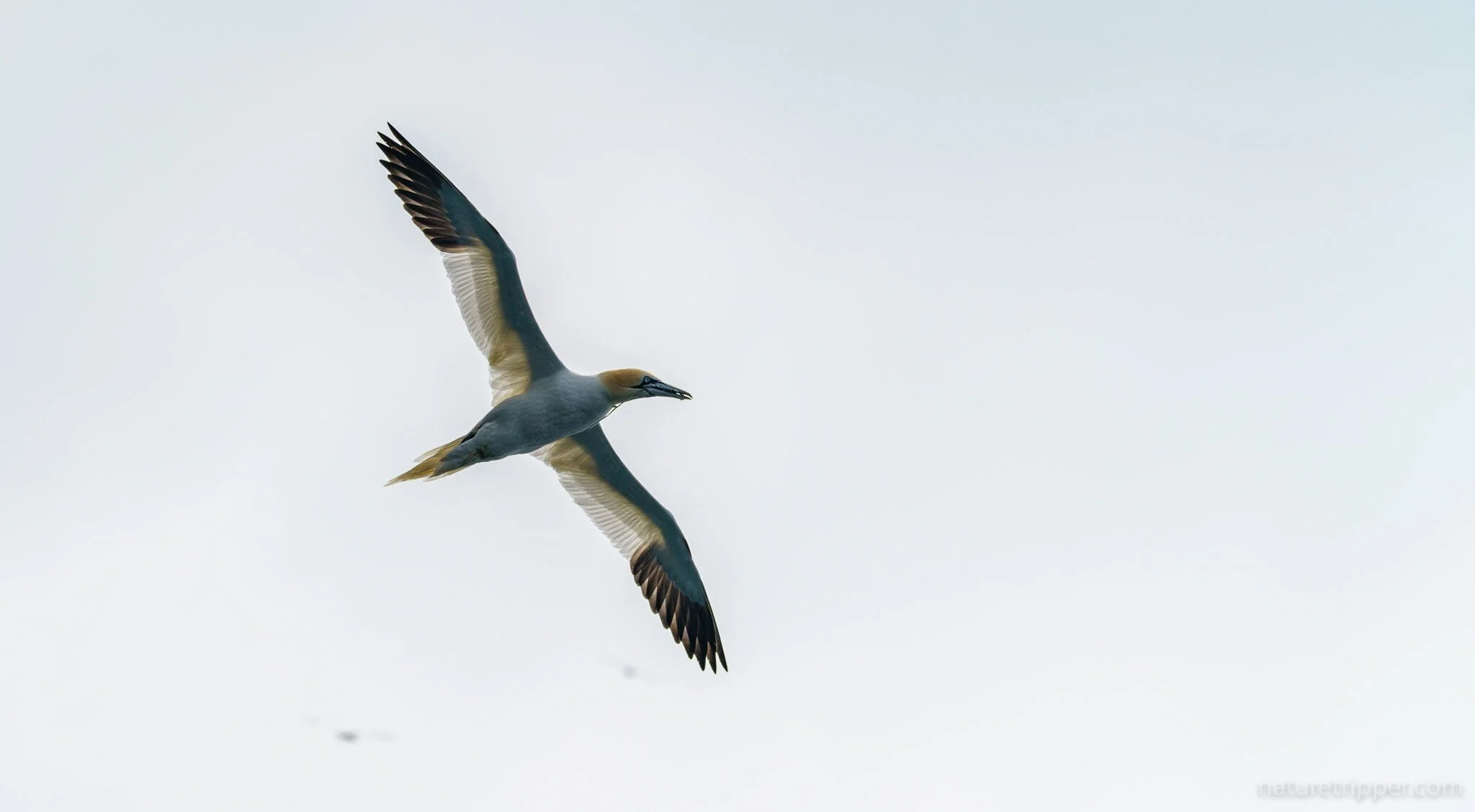 Northern gannet