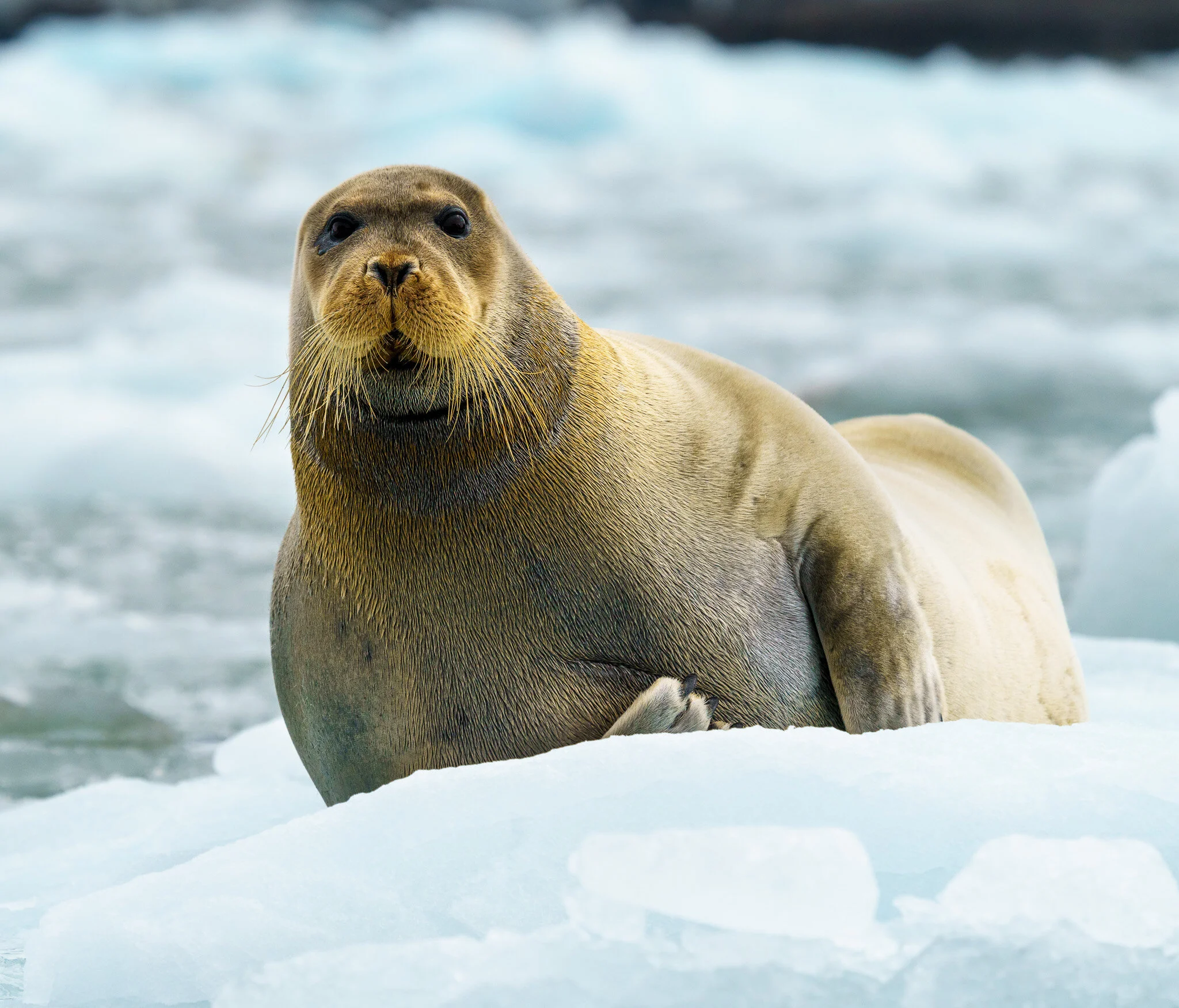 Marvellous Moustaches & Superpowered Sea Floofs