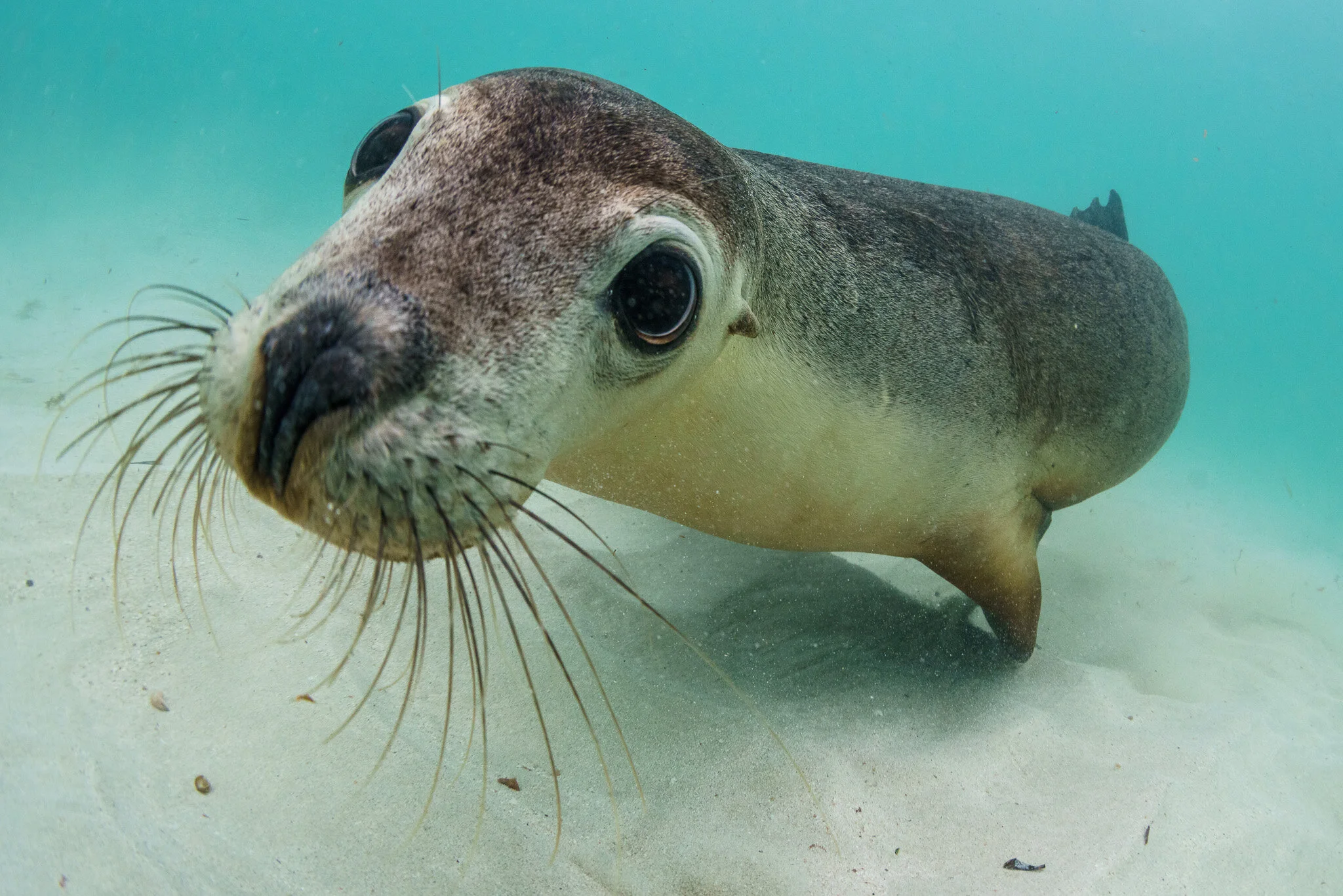 Seal portrait