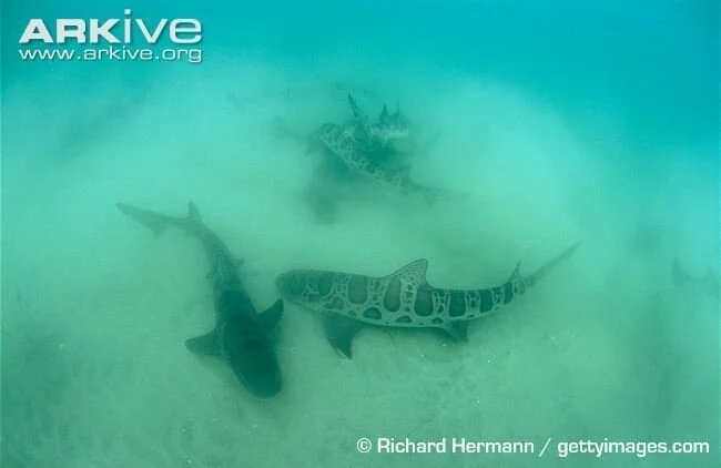 Leopard sharks