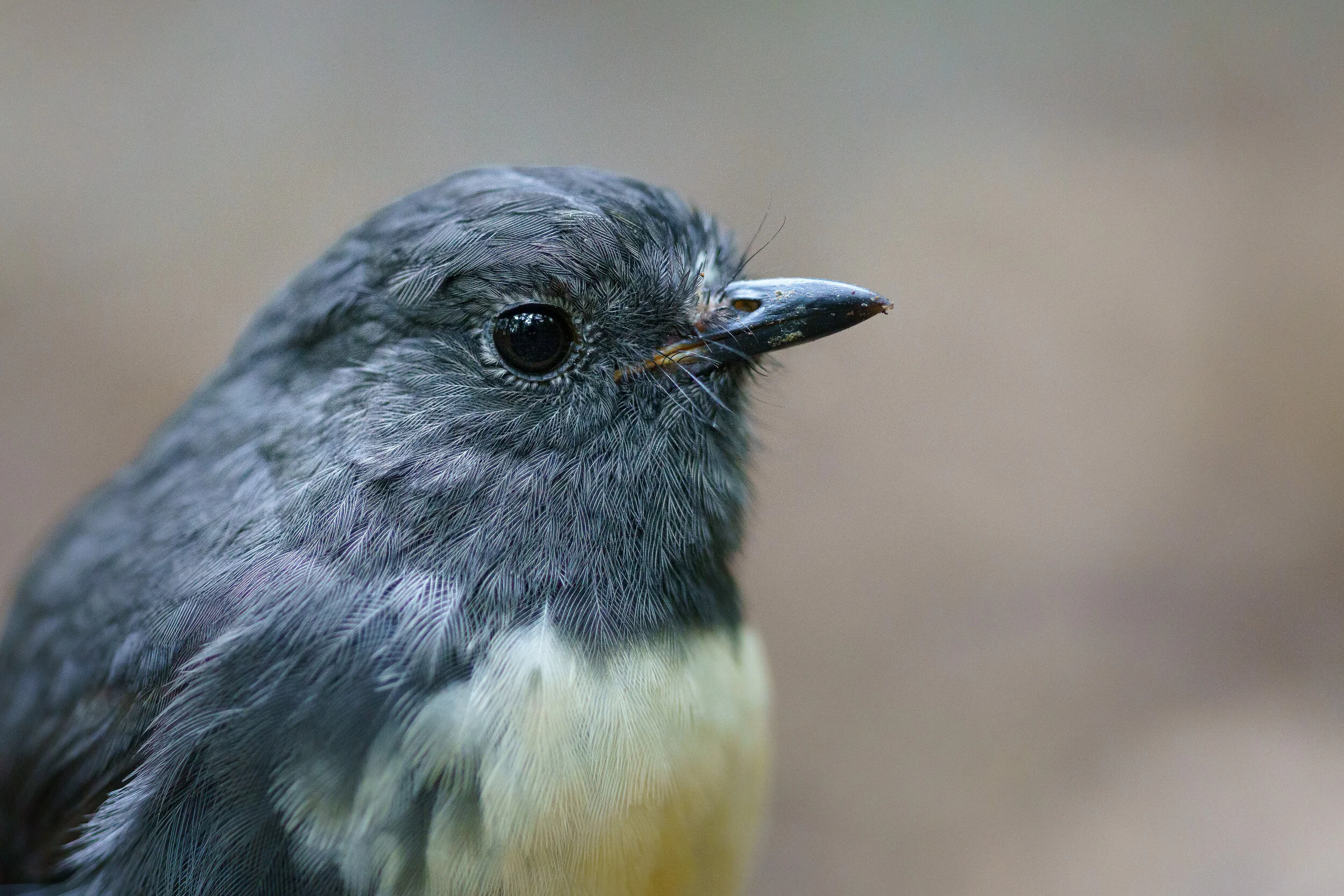 Sony 135 f/1.8 GM Lens: Wildlife Photography Notes