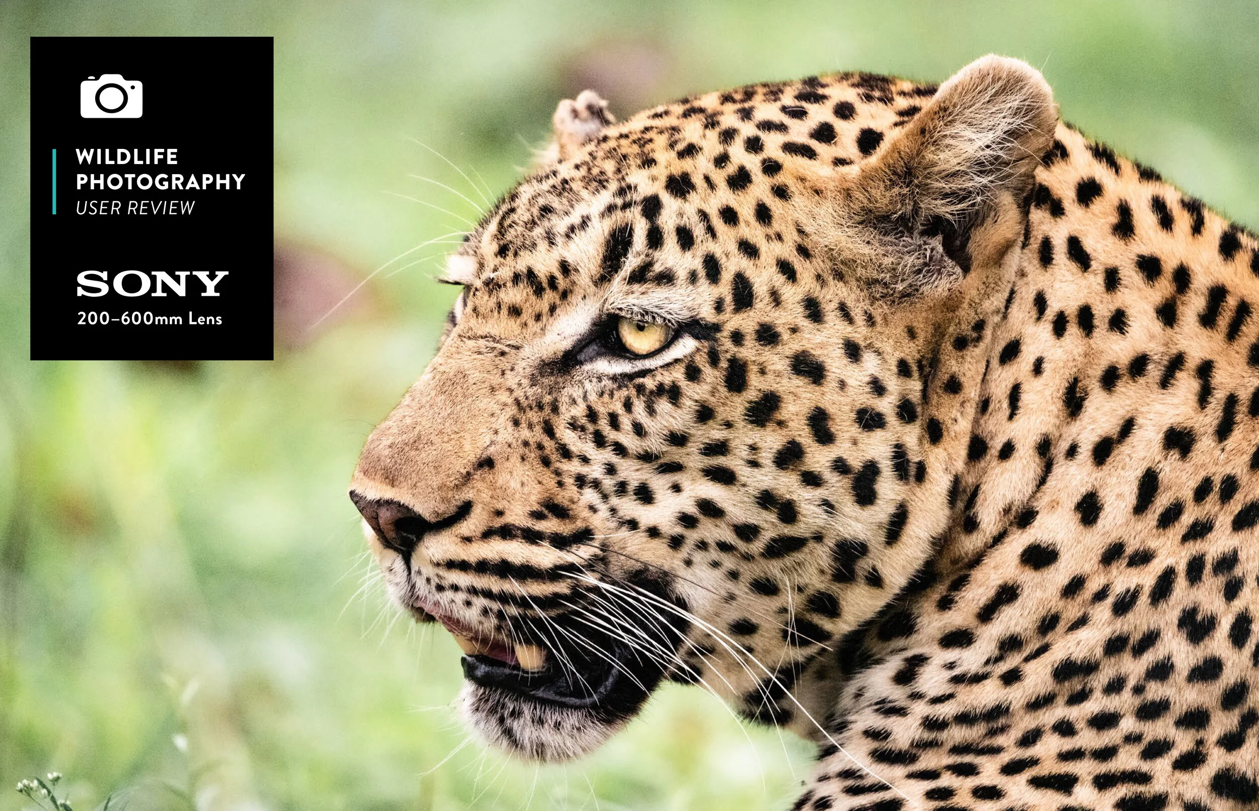 Sony 200–600mm Lens: User Guide for Wildlife Photographers