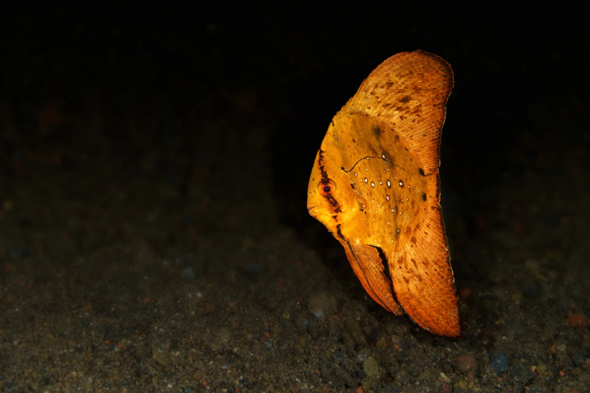 Juvenile batfish