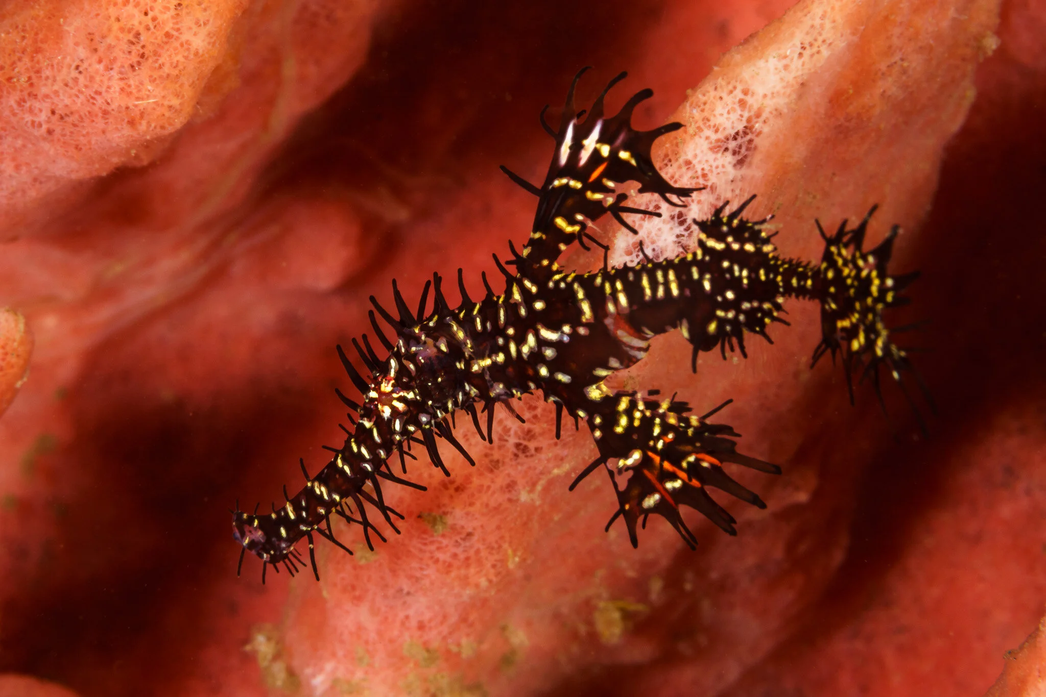 Ornate ghost pipefish (black morph) in Tulamben, Bali