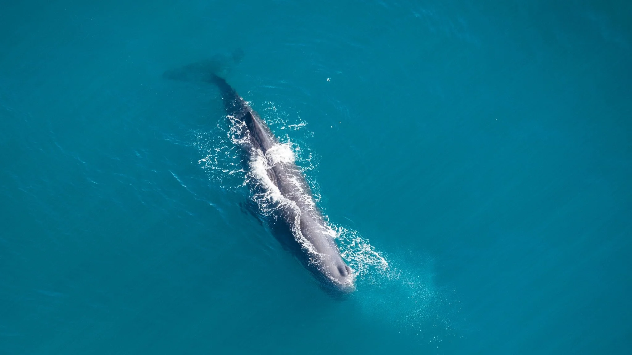 Do Whales Eat Sharks? Yes, & it's Pretty Amazing.