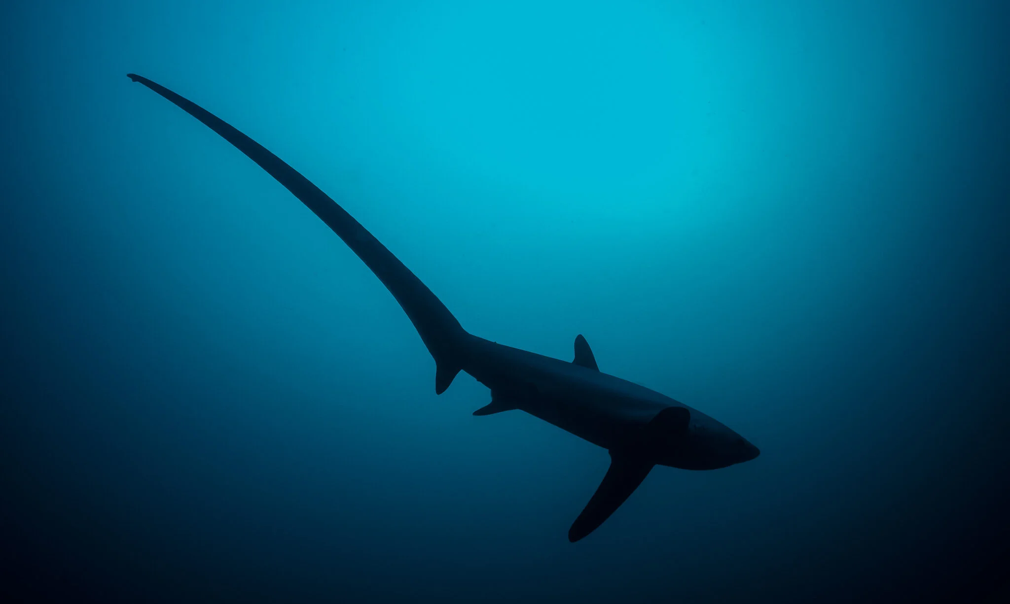 The Thresher Sharks of Malapascua Island, Philippines
