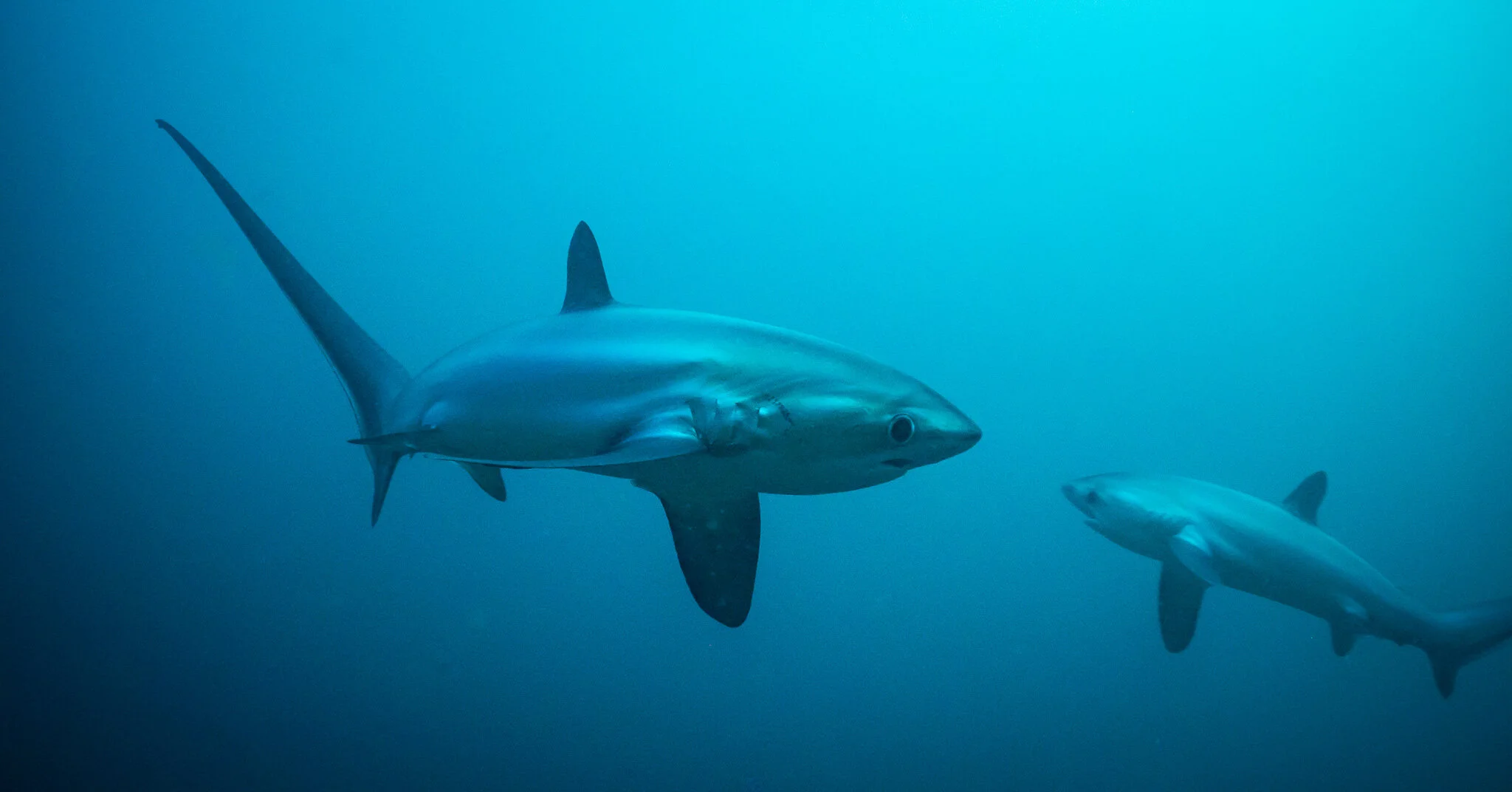 Two thresher sharks