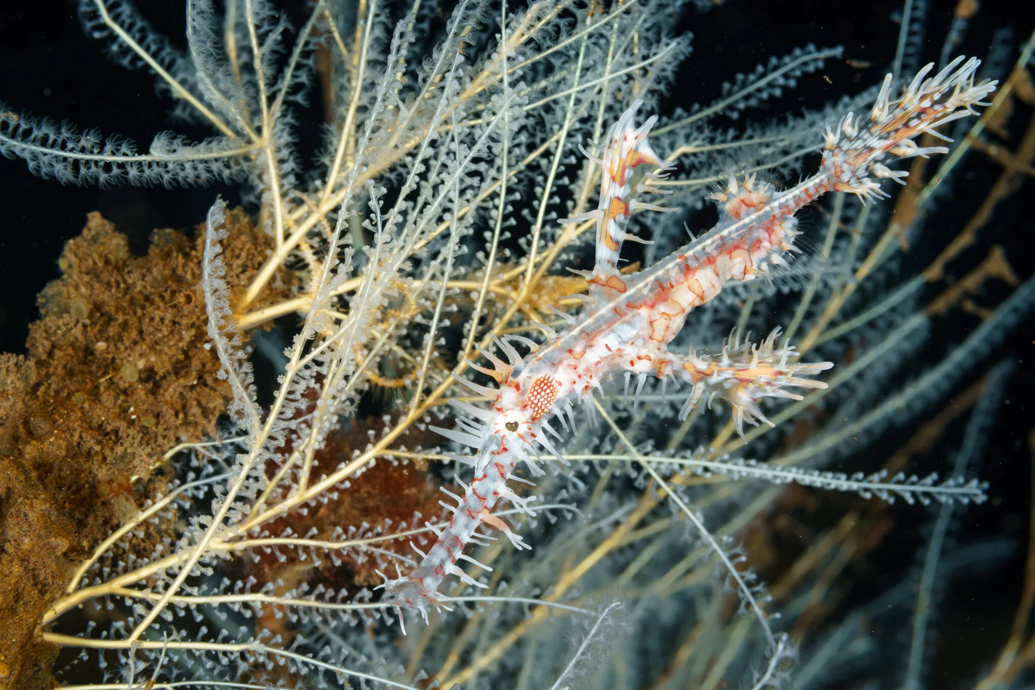 Tulamben Diving: Exploring the Mucky Wonderland of Bali