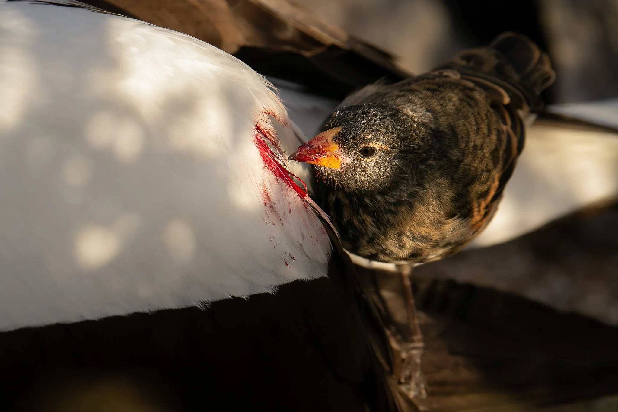 Bloodsucking Birds! The Vampire Finches of Wolf Island, Galapagos