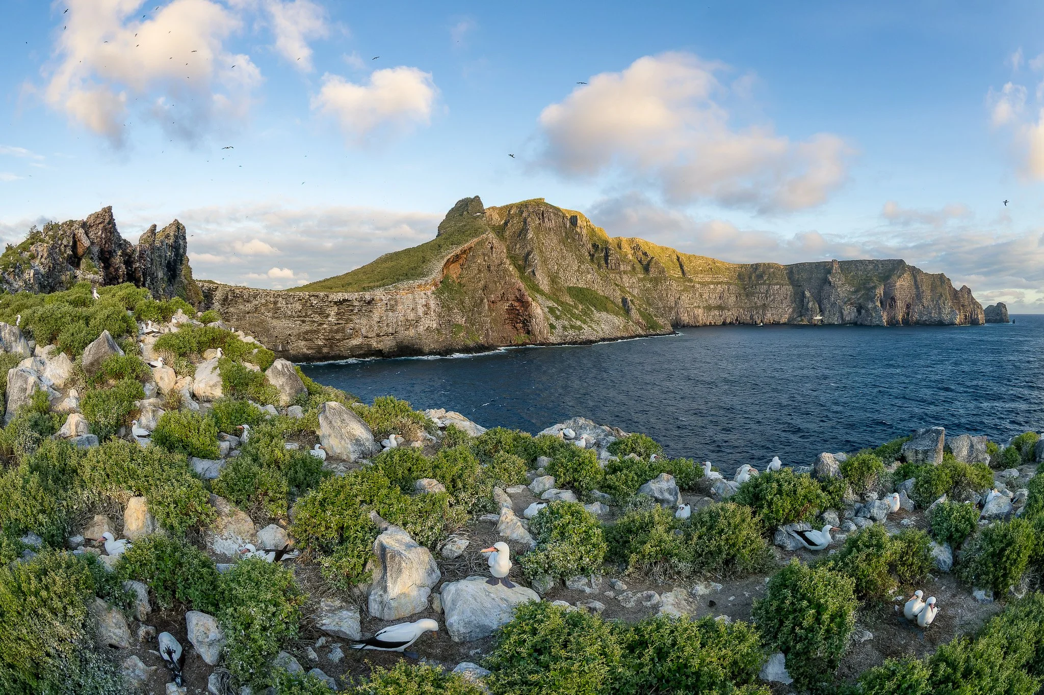 Vampire finch close-up