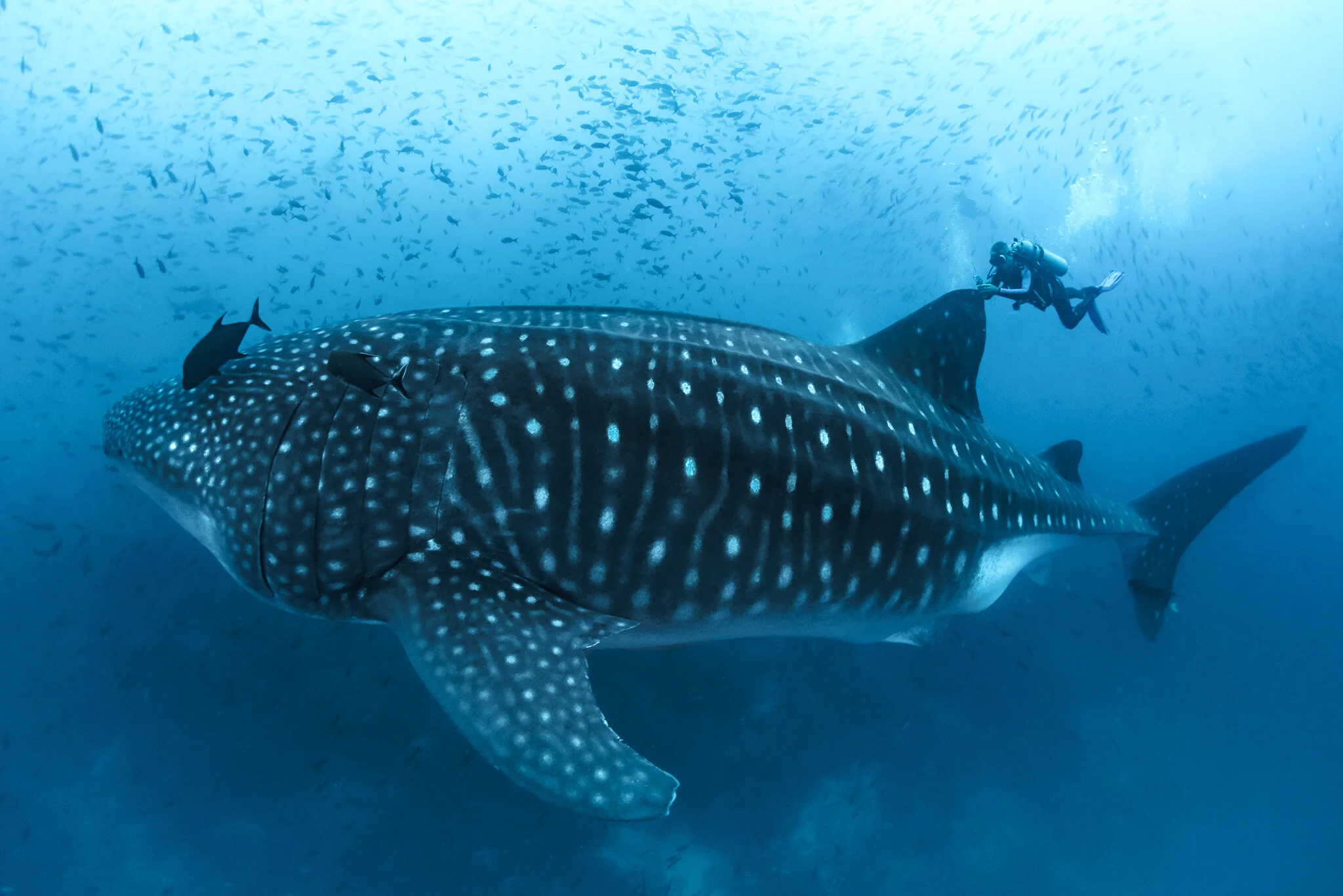Whale Shark Facts: The Awesome Stats On Earth's Largest Fish