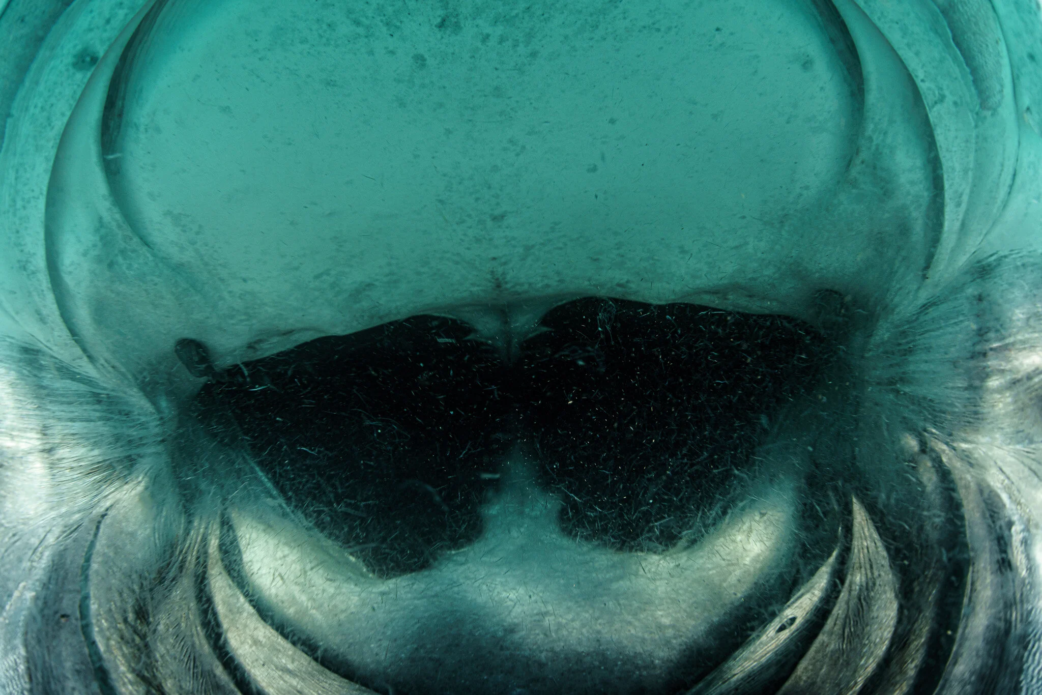 Inside mouth of whale shark