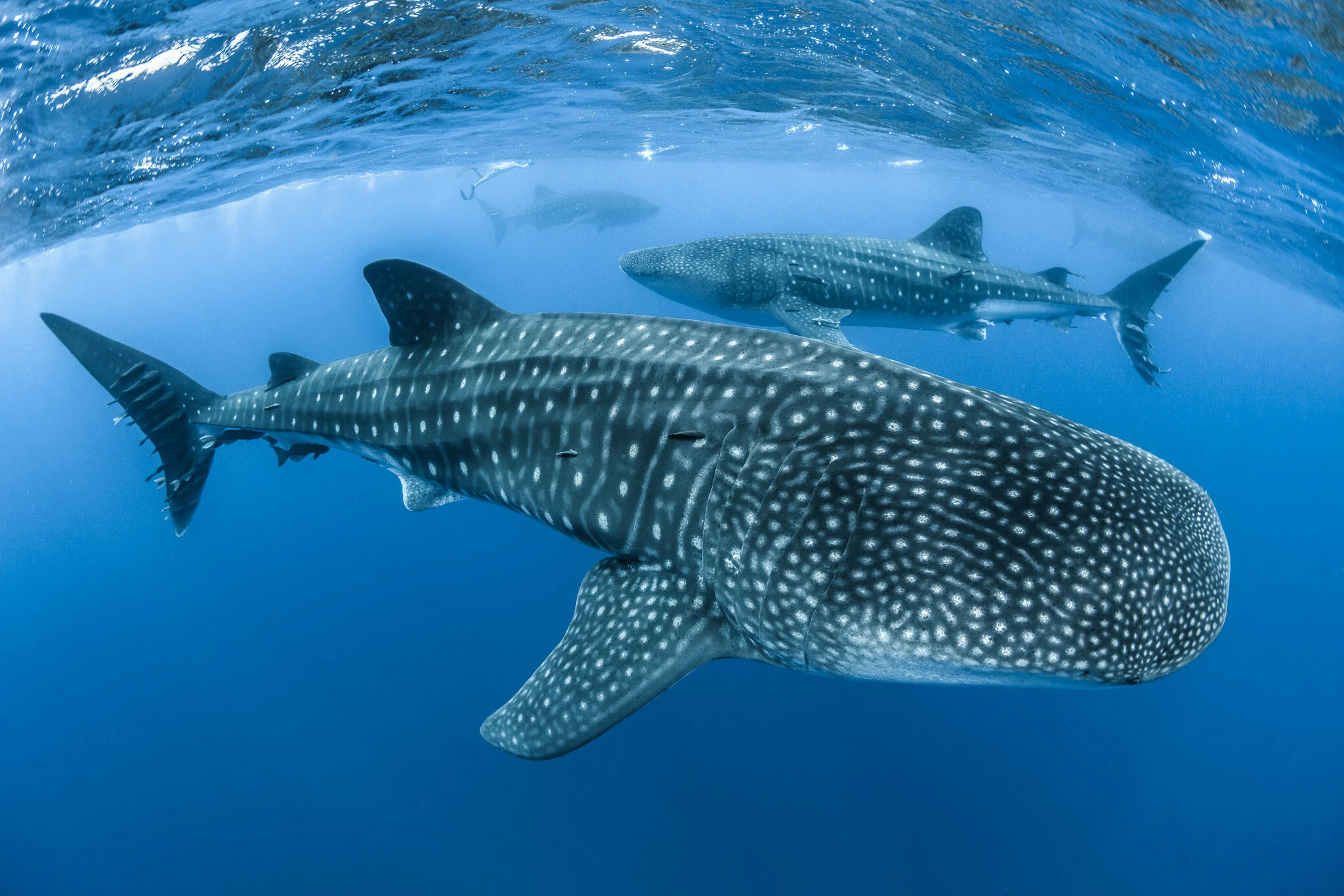 Four whale sharks