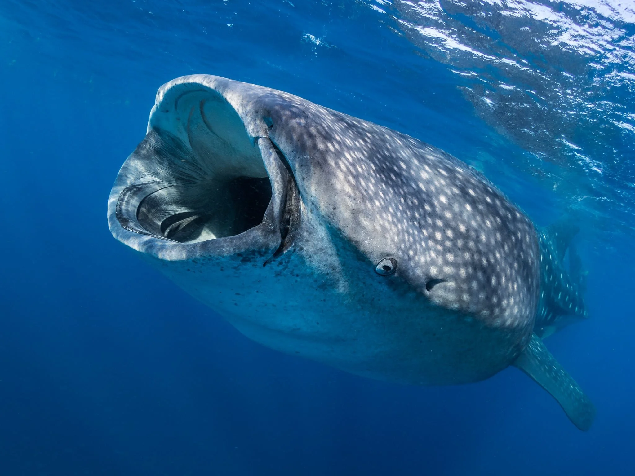 Why Whale Sharks Swim to Cancun for Spring Break
