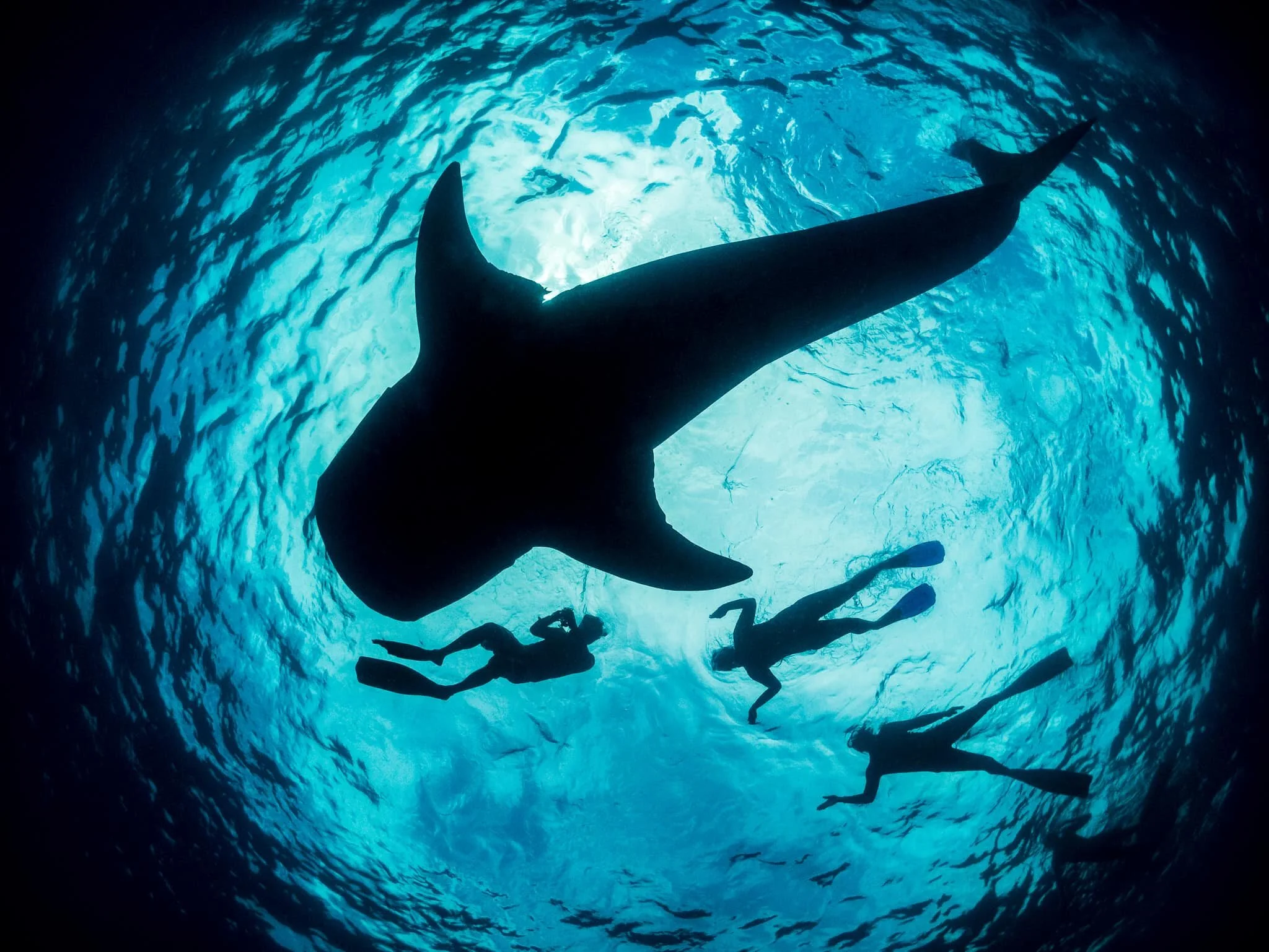 Whale shark silhouette