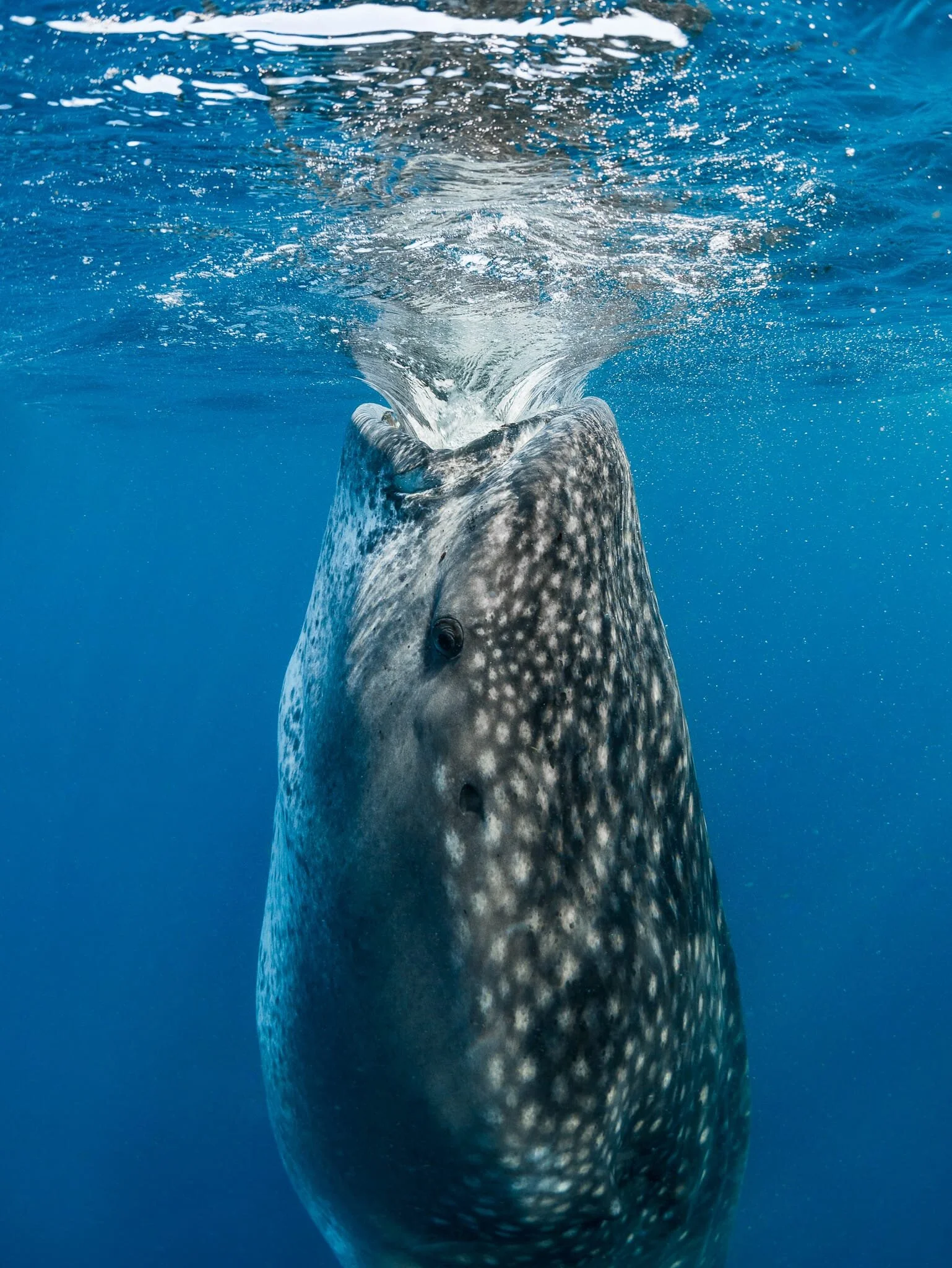 Whale shark suction feeding